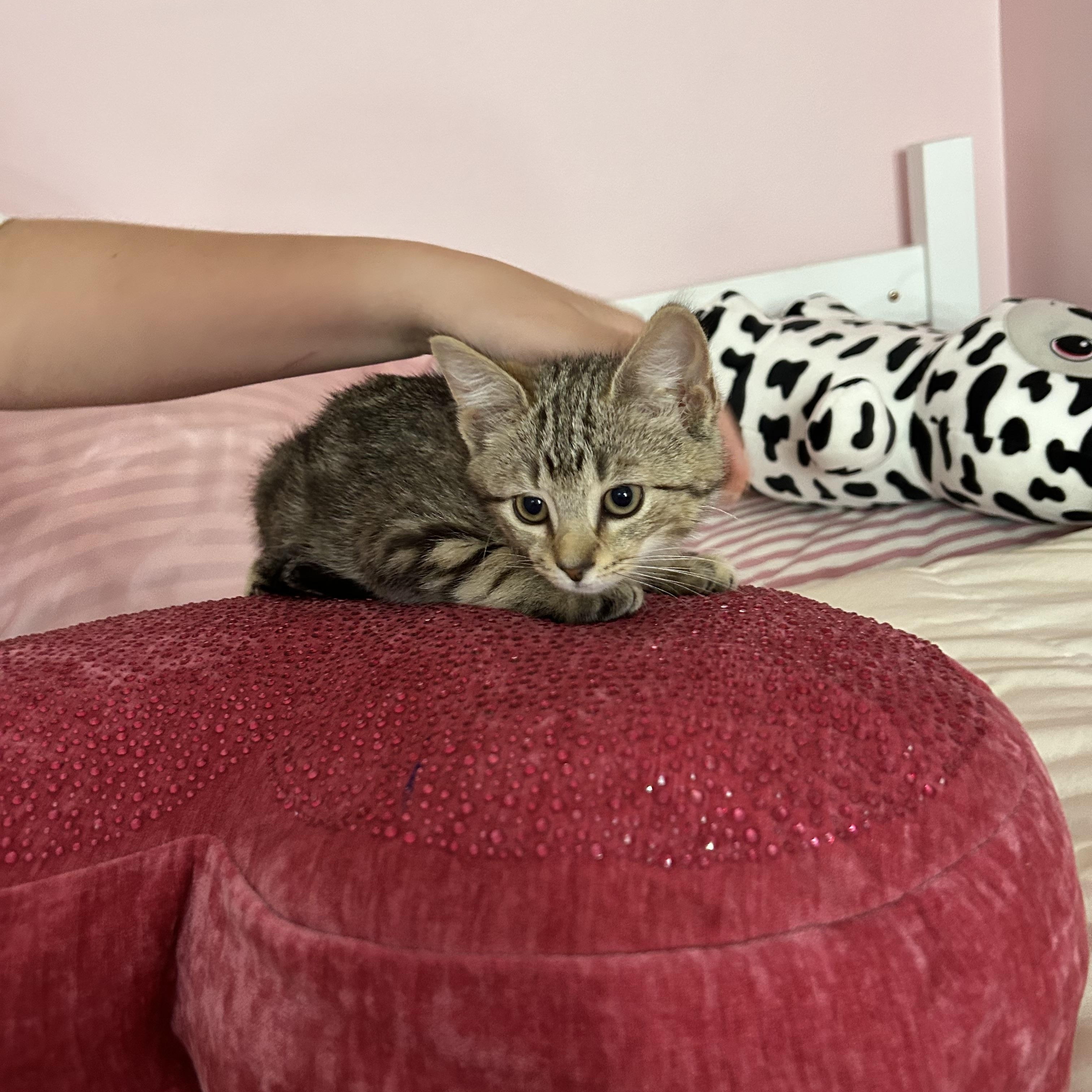 Enlarge Max, a Adoptable Domestic Short Hair in Westville, NJ image 2/3