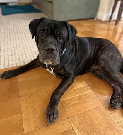 Bark Hamill thumbnail 3