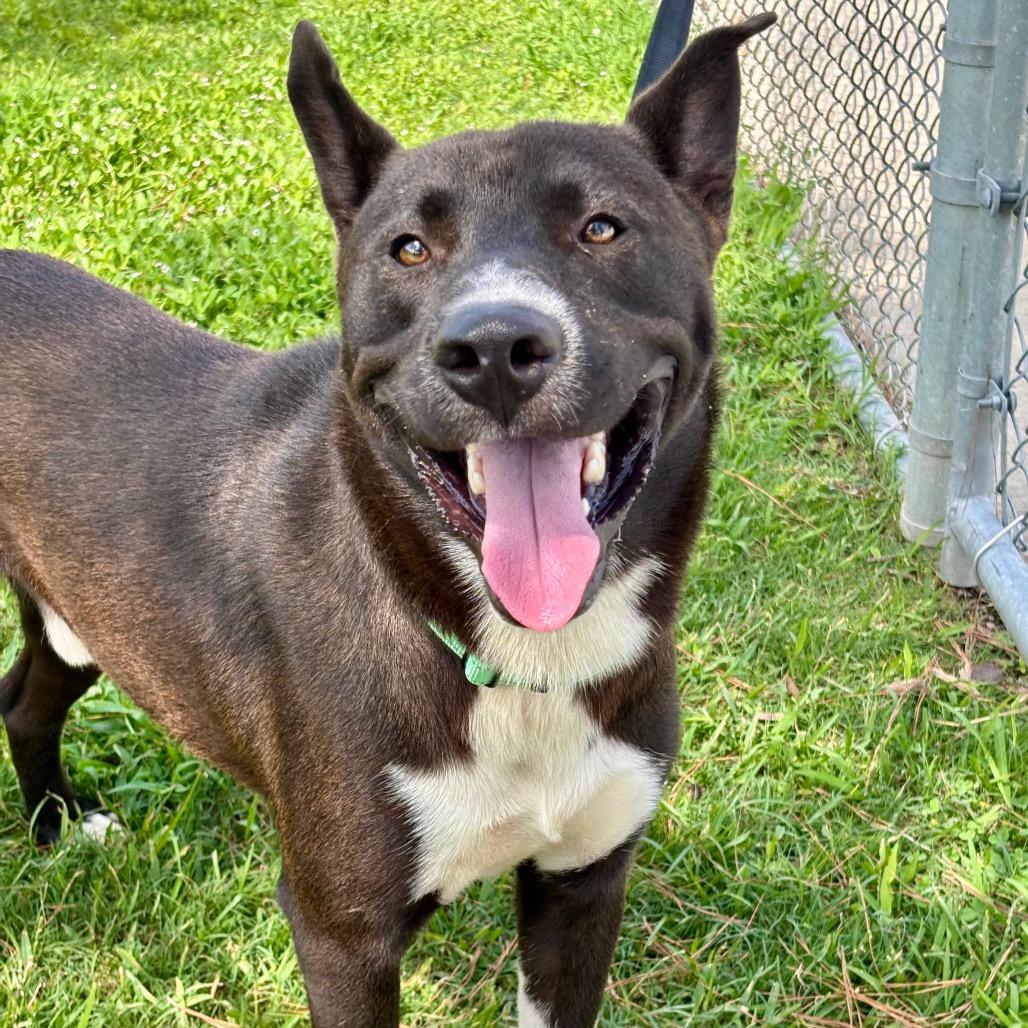 Bernie, a Adoptable mixed breed in League City, TX image 2/2