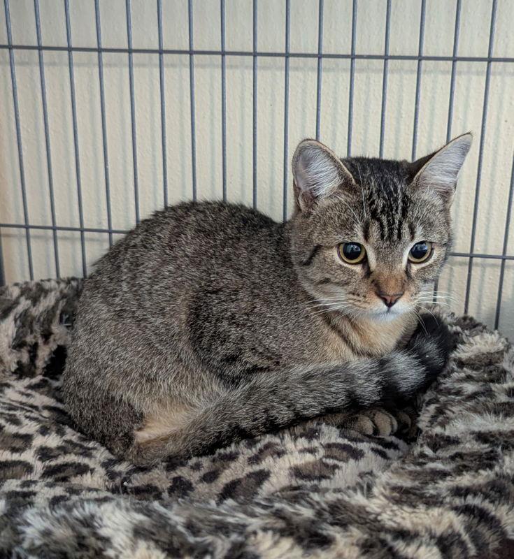 Dream, Adopted, Young Female Tabby & Domestic Short Hair.