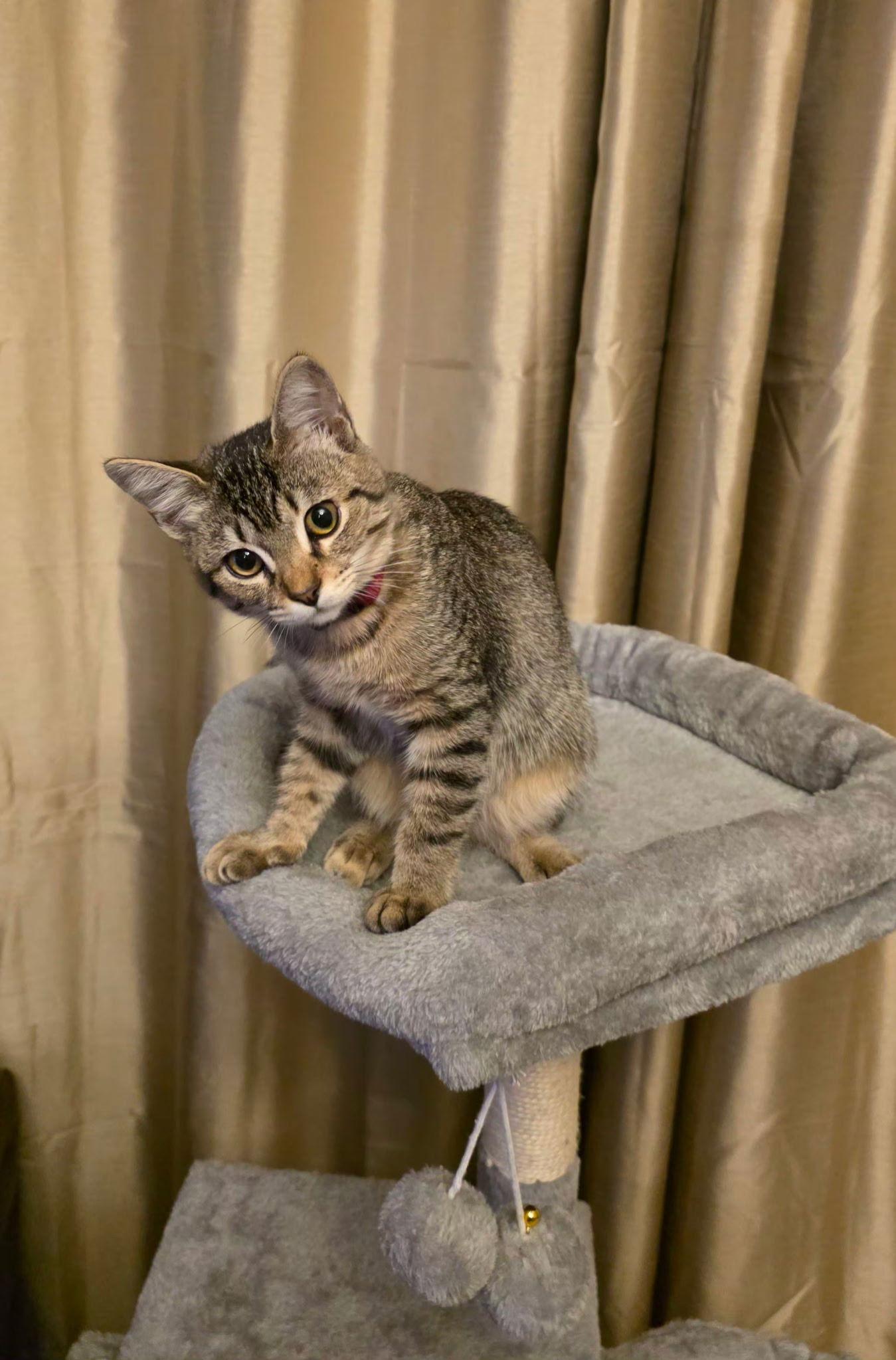 Enlarge Dream, a Adopted mixed breed in Ocala, FL image 2/3