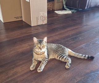 Enlarge Dream, a Adopted mixed breed in Ocala, FL image 3/3