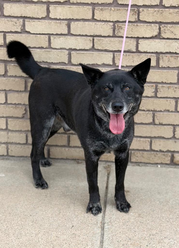 Miguel, ADOPTABLE, Adult Male Australian Cattle Dog / Blue Heeler & Labrador Retriever.