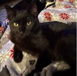 Nathaniel, Adopted, Kitten Male Domestic Short Hair.