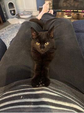 Nathaniel, a Adopted Domestic Short Hair in Mission Viejo, CA image 2/3