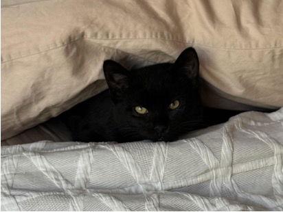 Nathaniel, a Adopted Domestic Short Hair in Mission Viejo, CA image 3/3