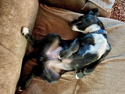 Duck, a Adoptable mixed breed in San Antonio, TX image 1/3