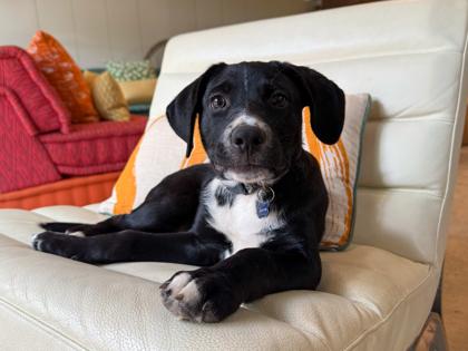 Duck, a Adoptable mixed breed in San Antonio, TX image 3/3