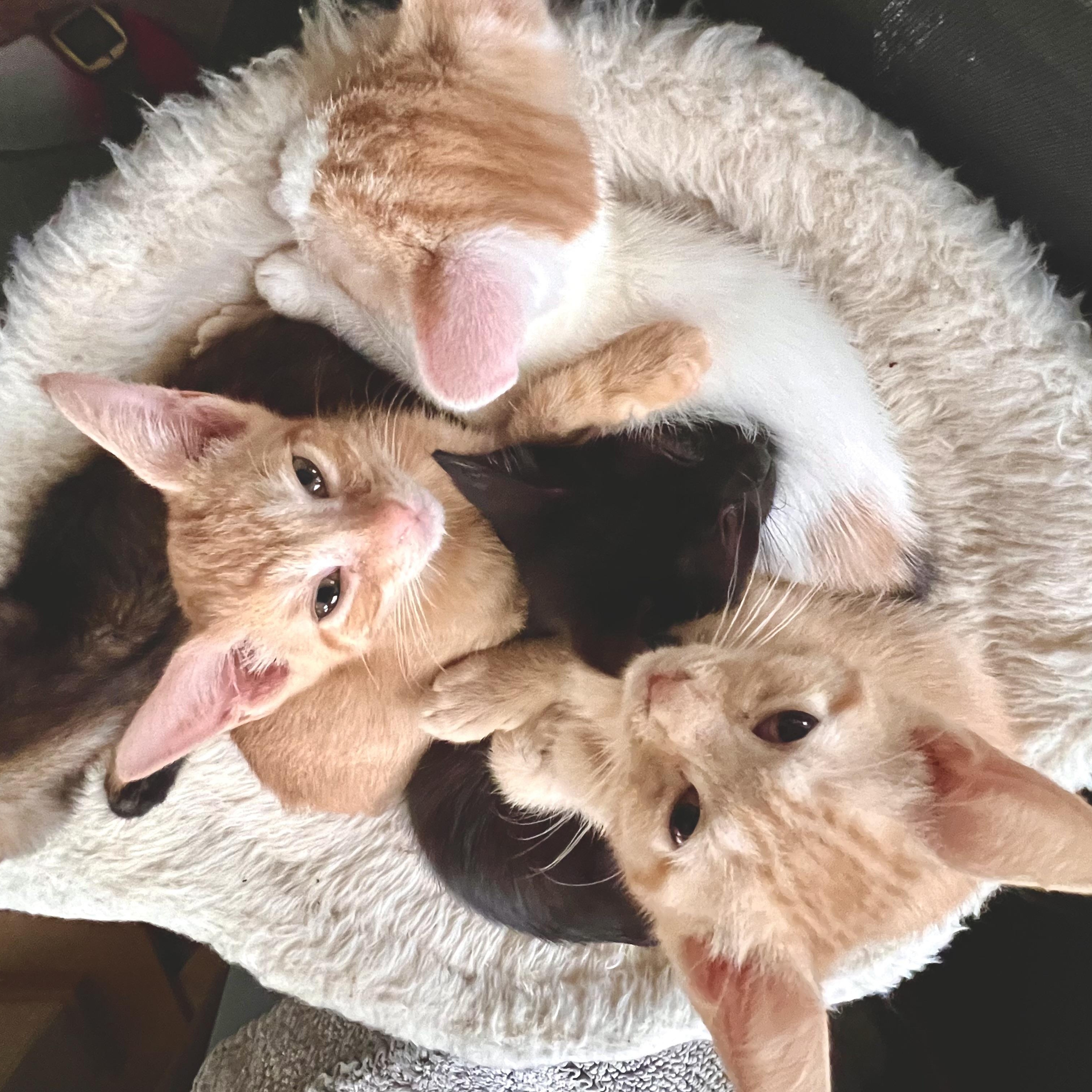 Enlarge Arlo, a Adoptable Domestic Short Hair in Maplewood, NJ image 3/4