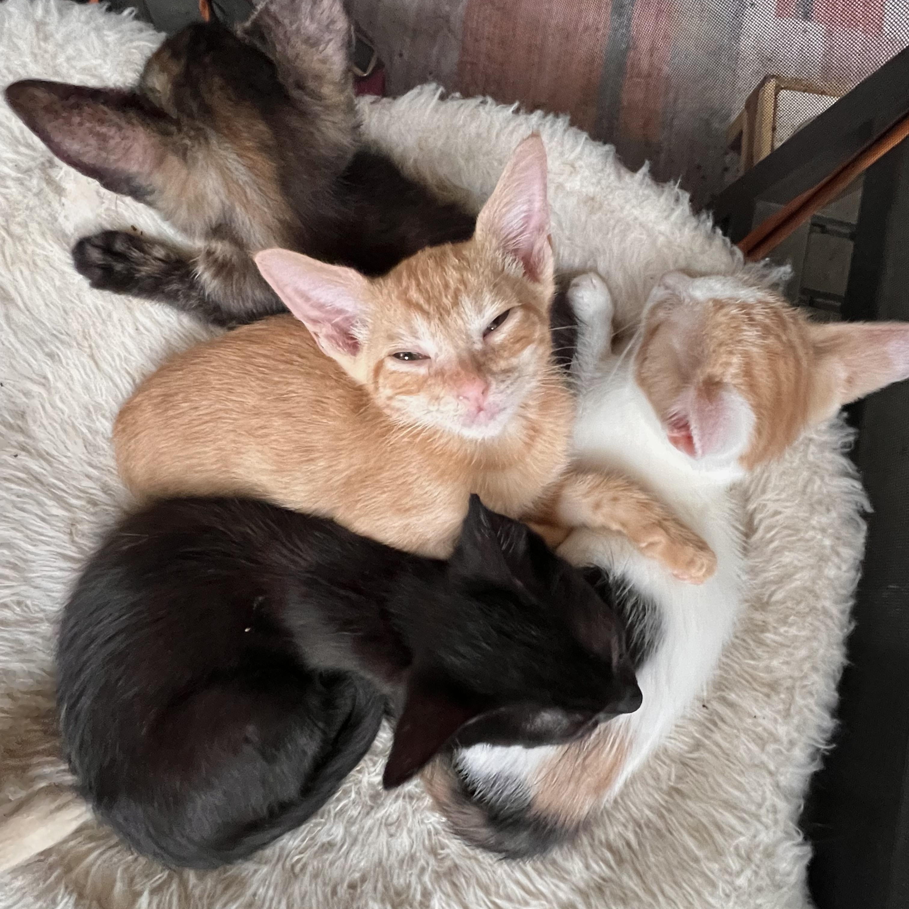 Enlarge Arlo, a Adoptable Domestic Short Hair in Maplewood, NJ image 4/4