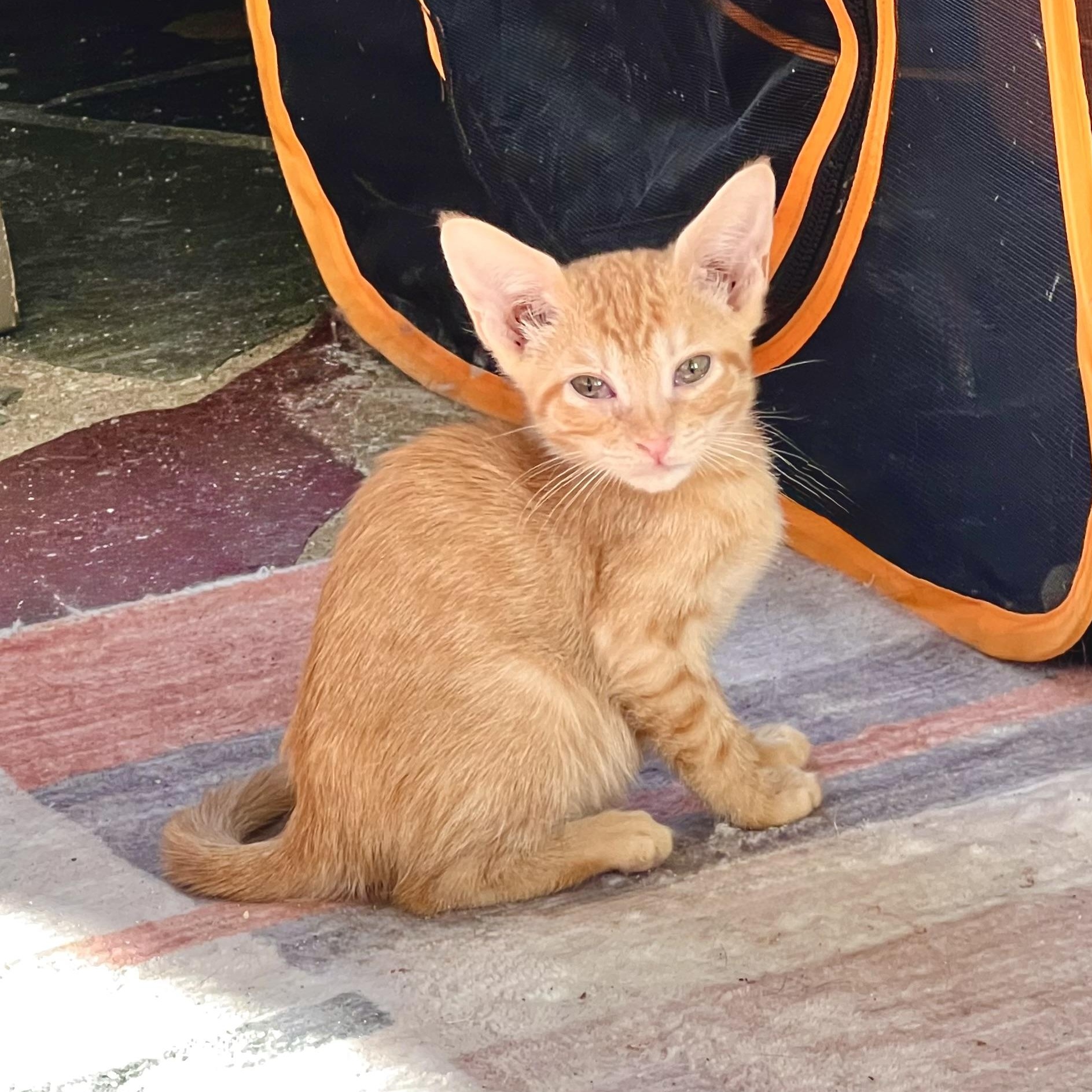 Arlo, Adoptable, Kitten Male Domestic Short Hair.