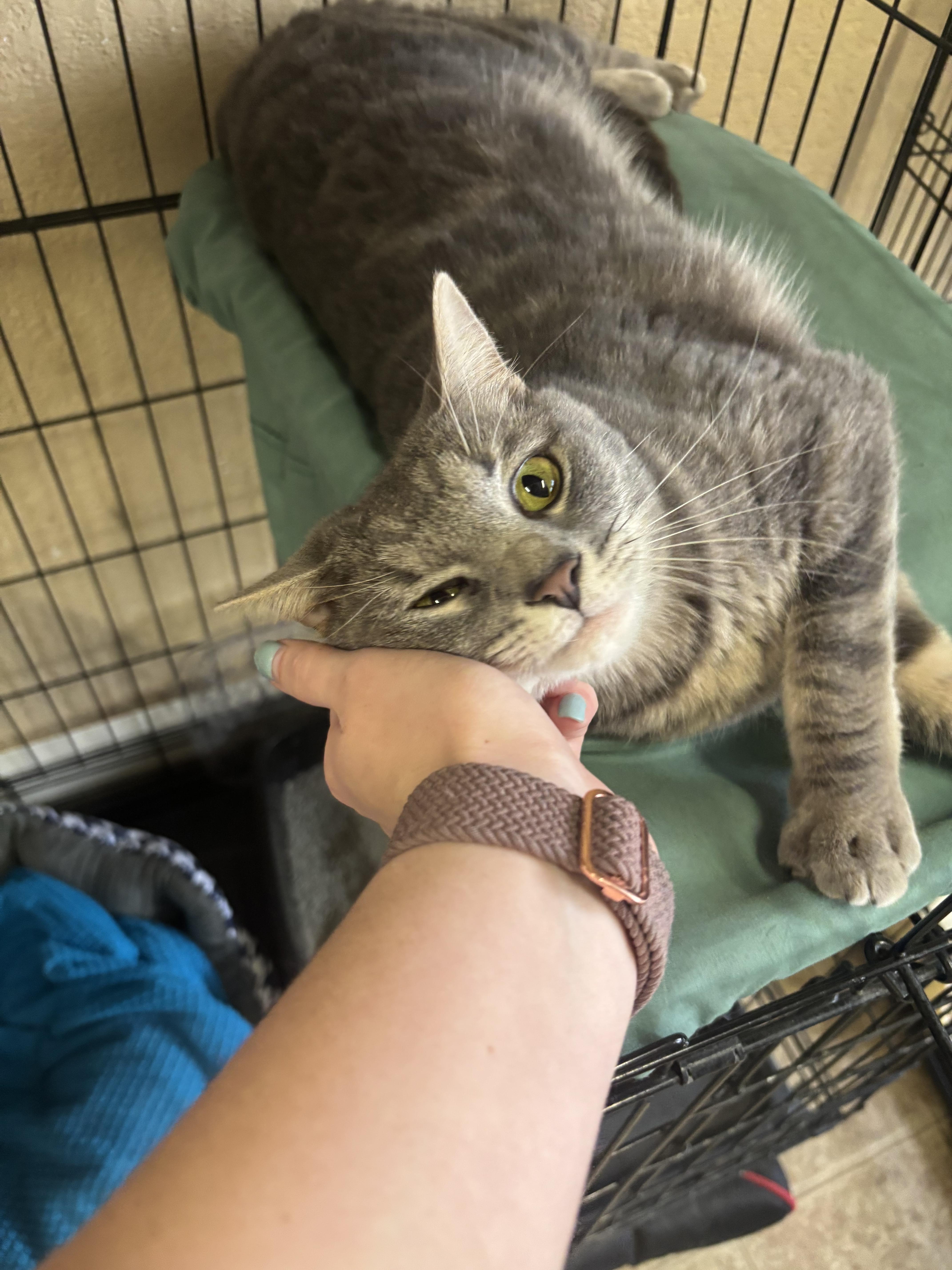 Enlarge Oliver, an adopted Domestic Short Hair in Statesboro, GA image 3/3