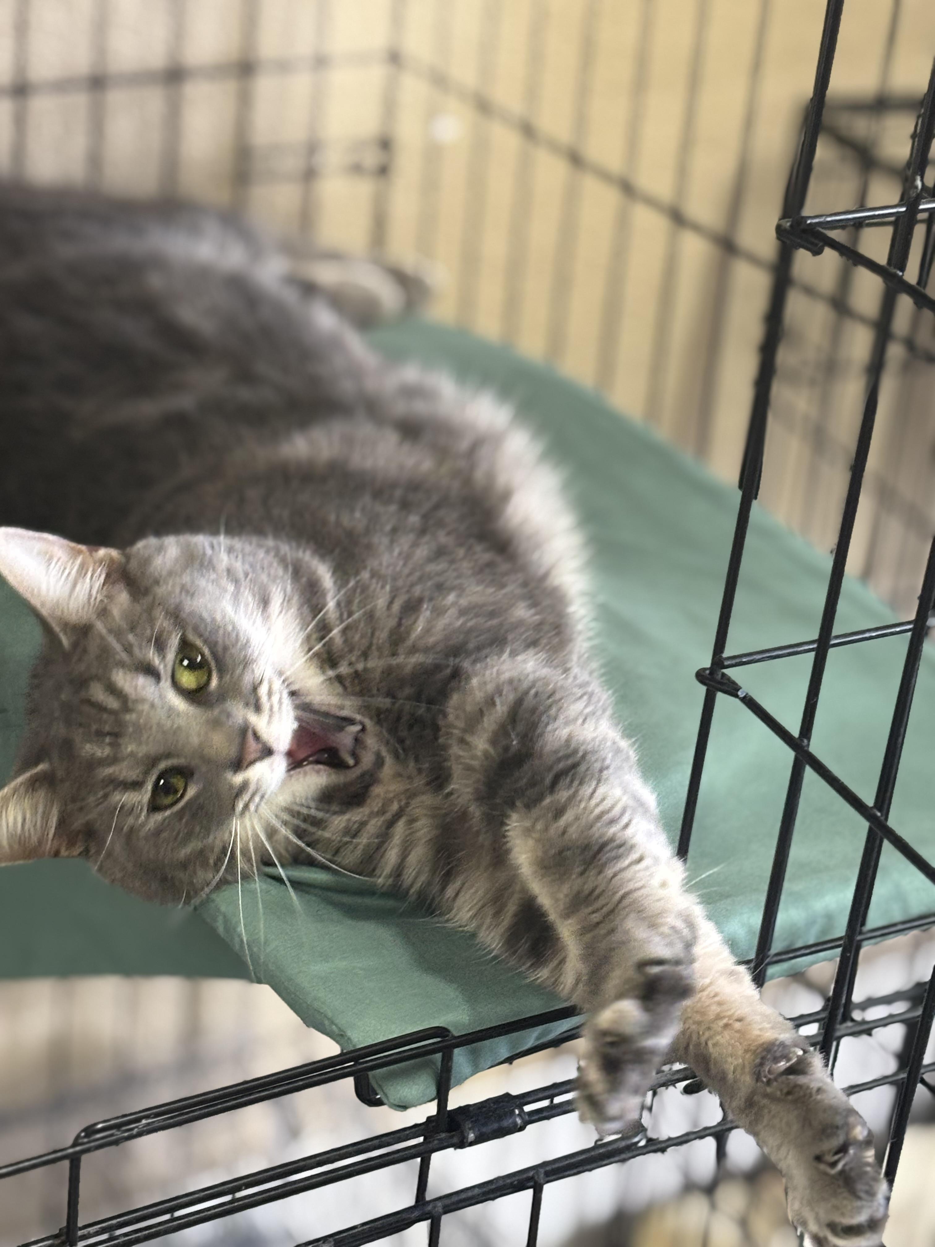 Enlarge Oliver, an adopted Domestic Short Hair in Statesboro, GA image 2/3