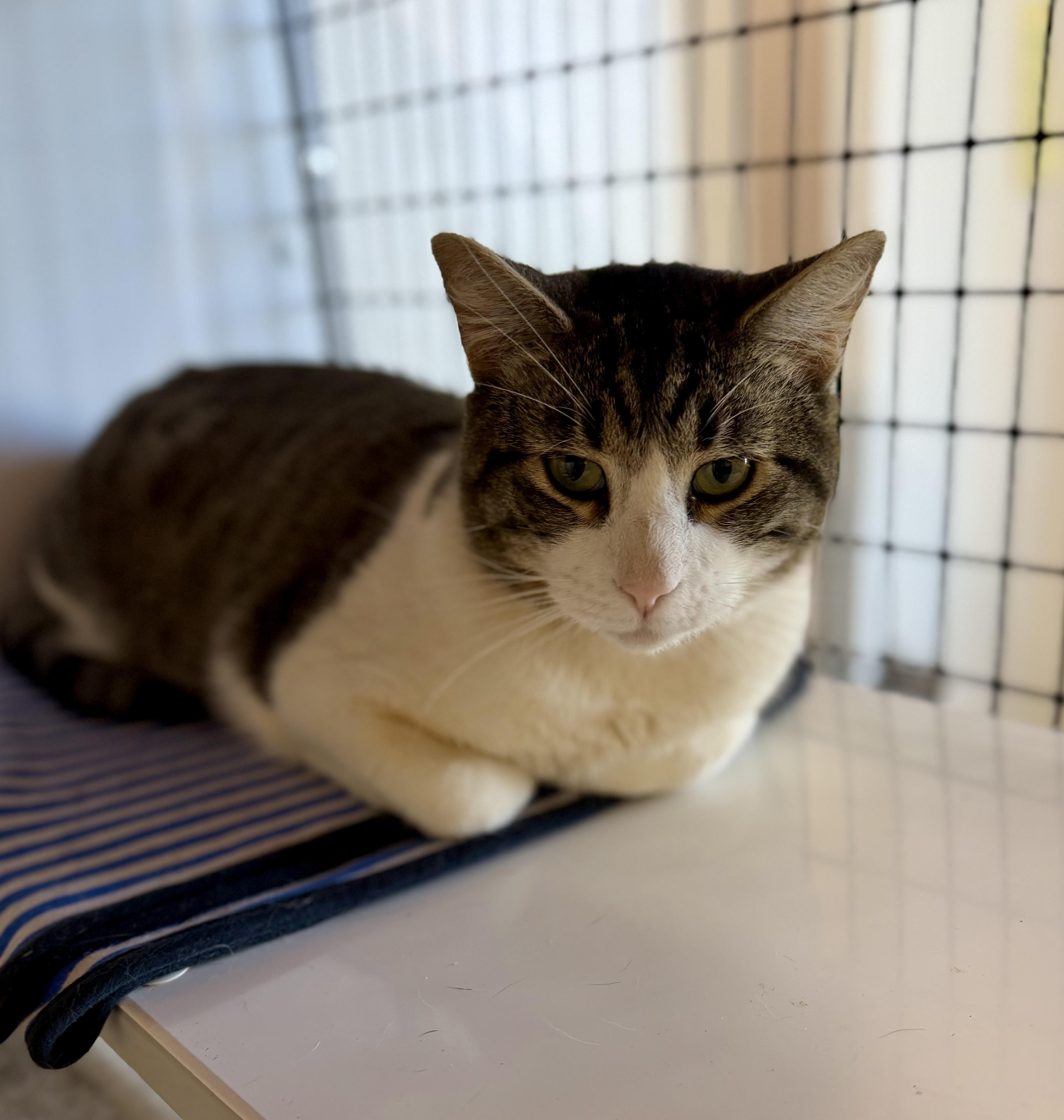 Enlarge Tiger 0126, a Adoptable Domestic Short Hair in Sonora, CA image 1/2