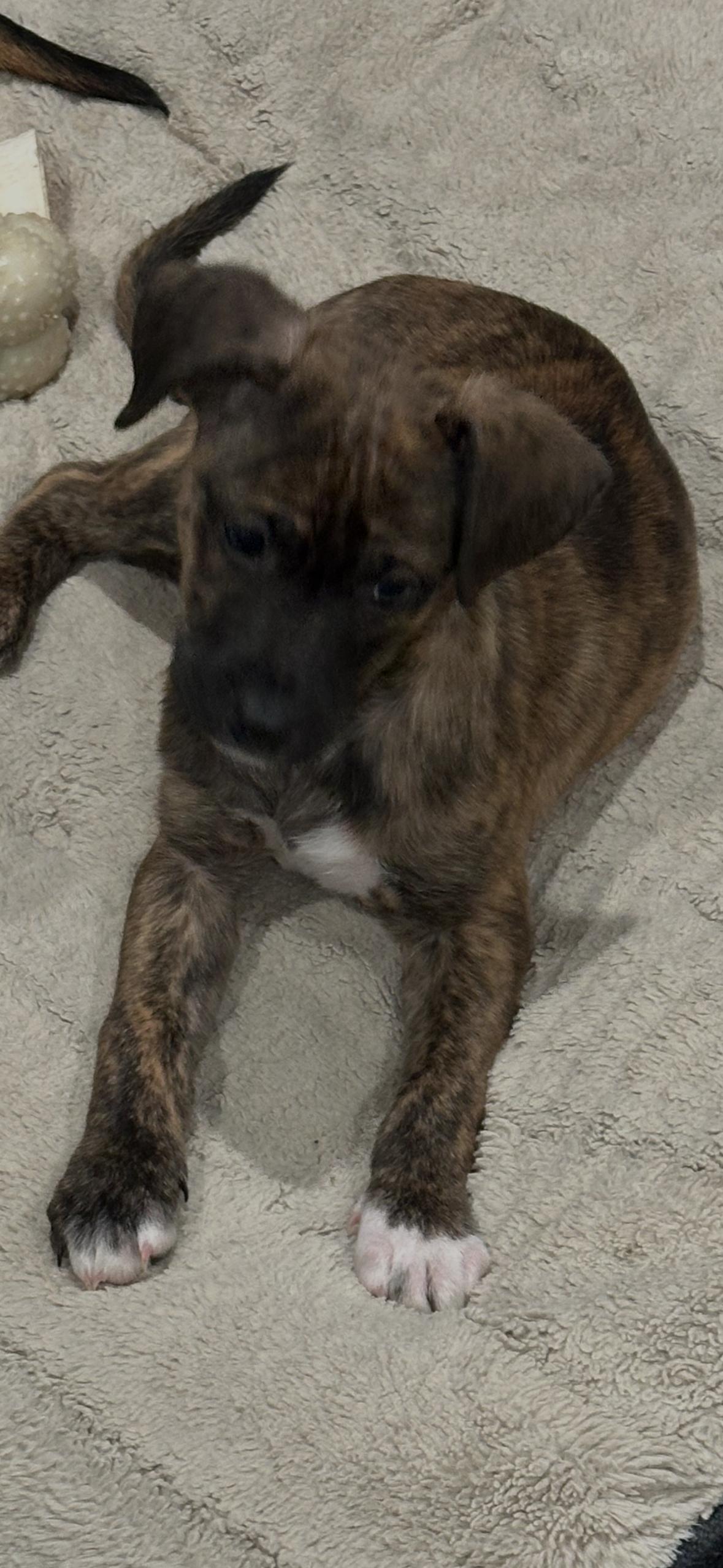 Hazel, adopted, Puppy Female Mixed Breed.