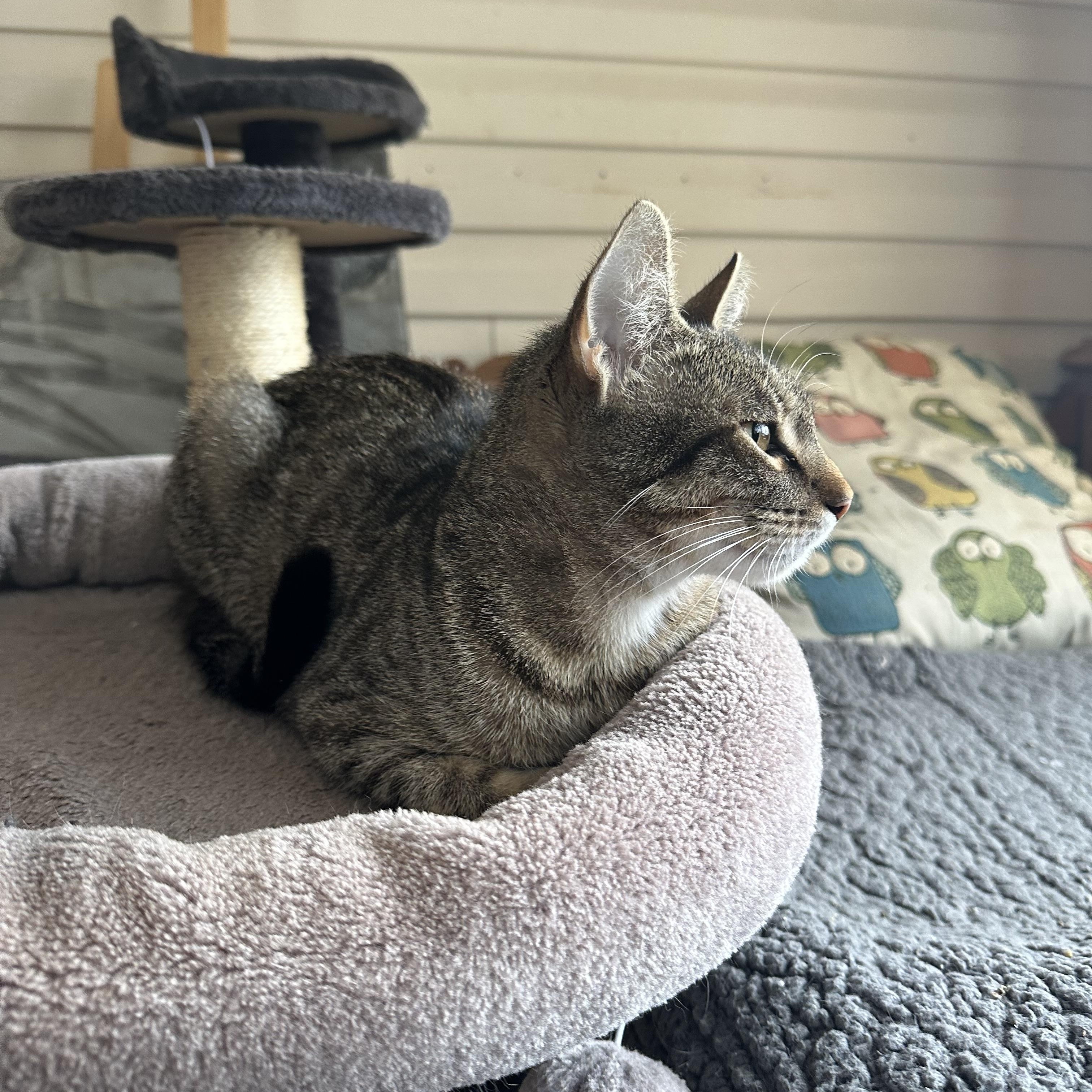 Enlarge Lily Ann, a ADOPTABLE Domestic Short Hair in Enfield, CT image 5/5