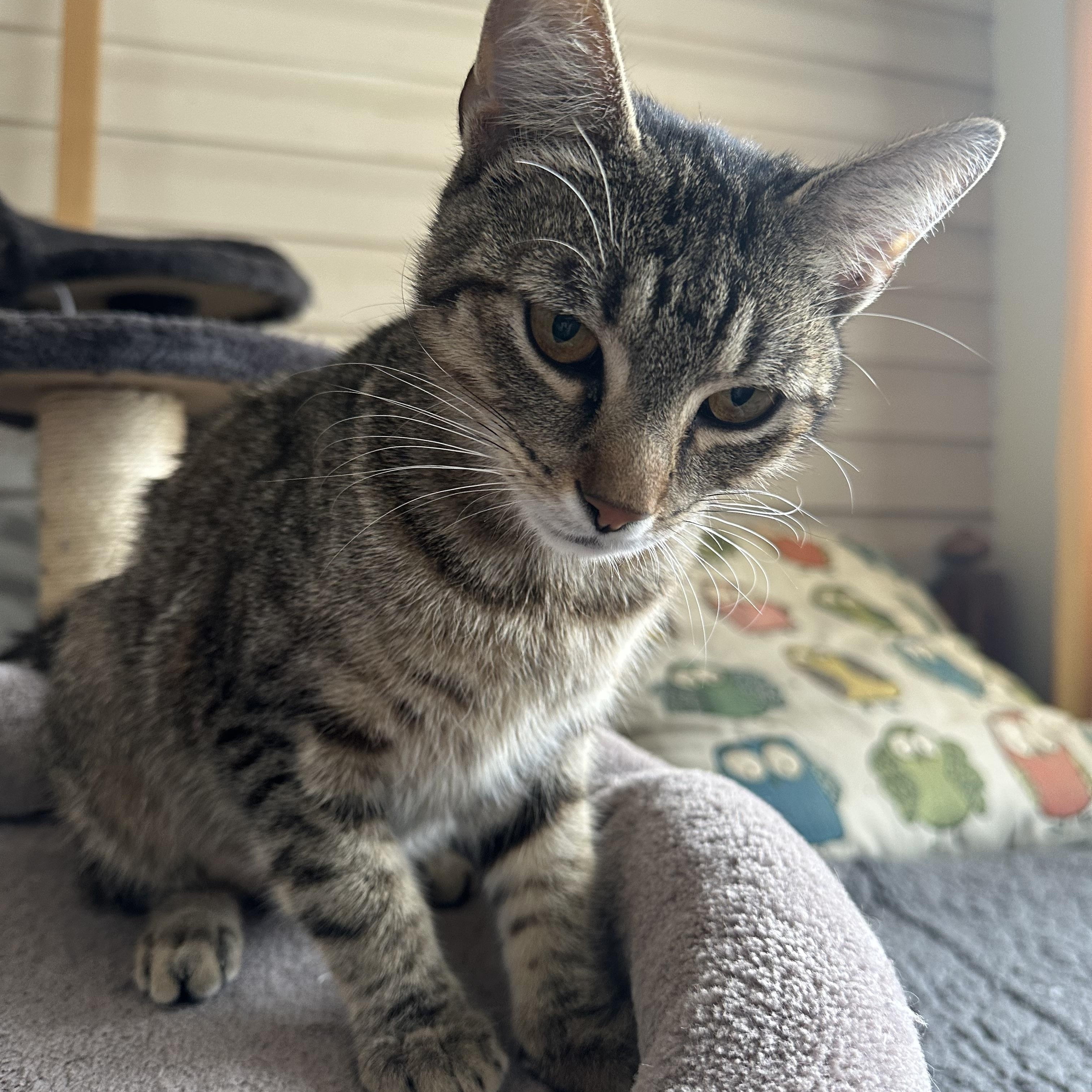 Enlarge Lily Ann, a ADOPTABLE Domestic Short Hair in Enfield, CT image 2/5