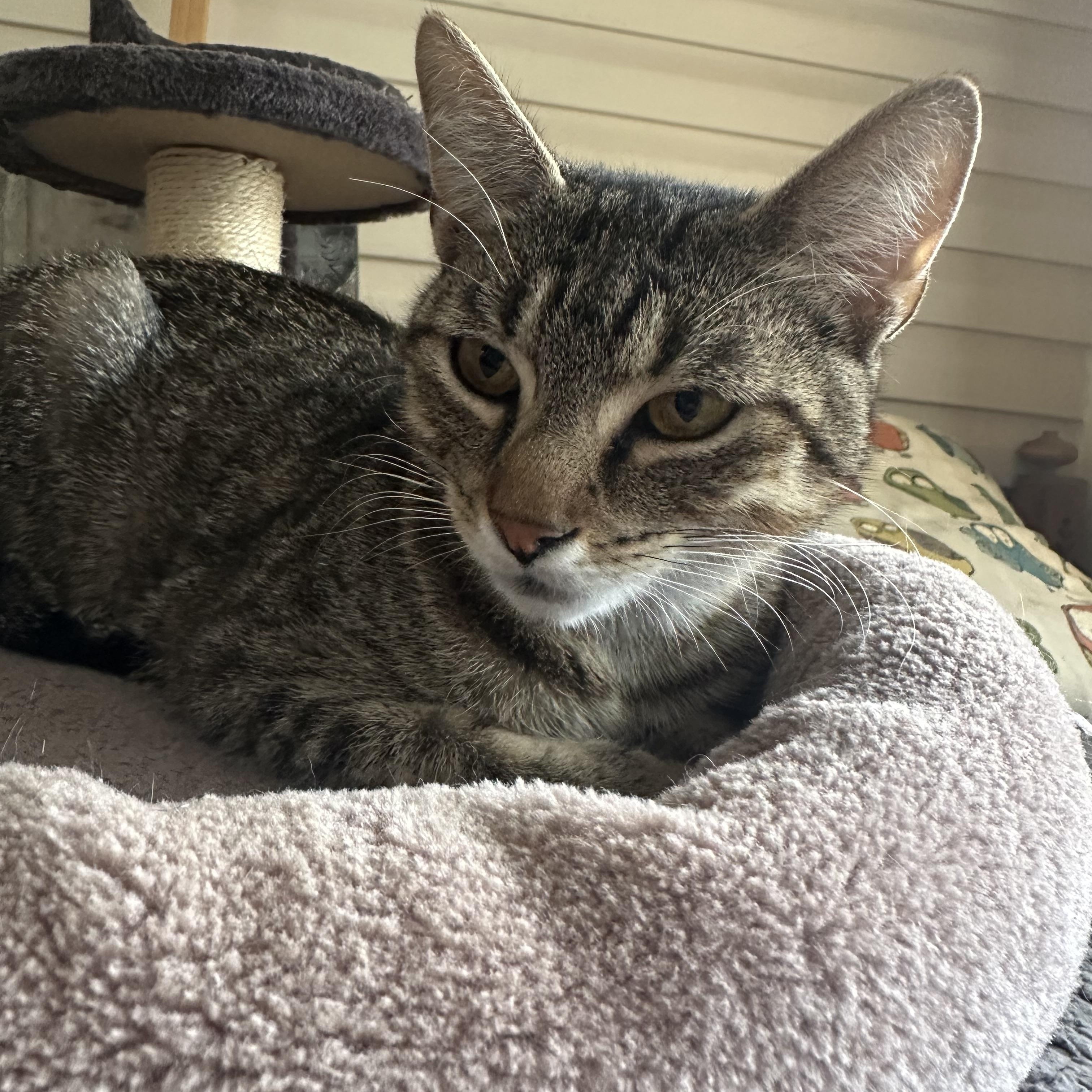 Enlarge Lily Ann, a ADOPTABLE Domestic Short Hair in Enfield, CT image 3/5