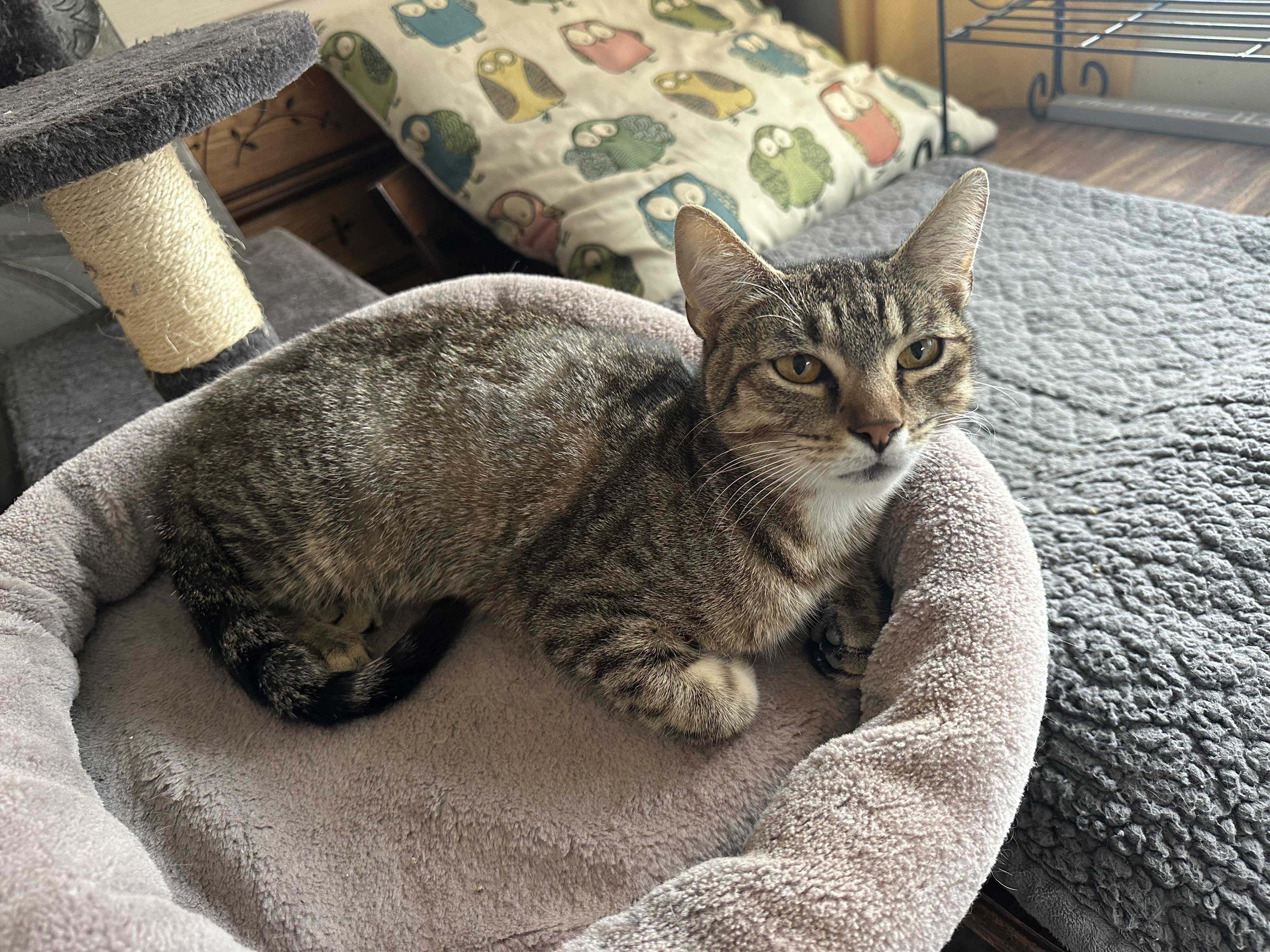 Lily Ann, ADOPTABLE, Young Female Domestic Short Hair.