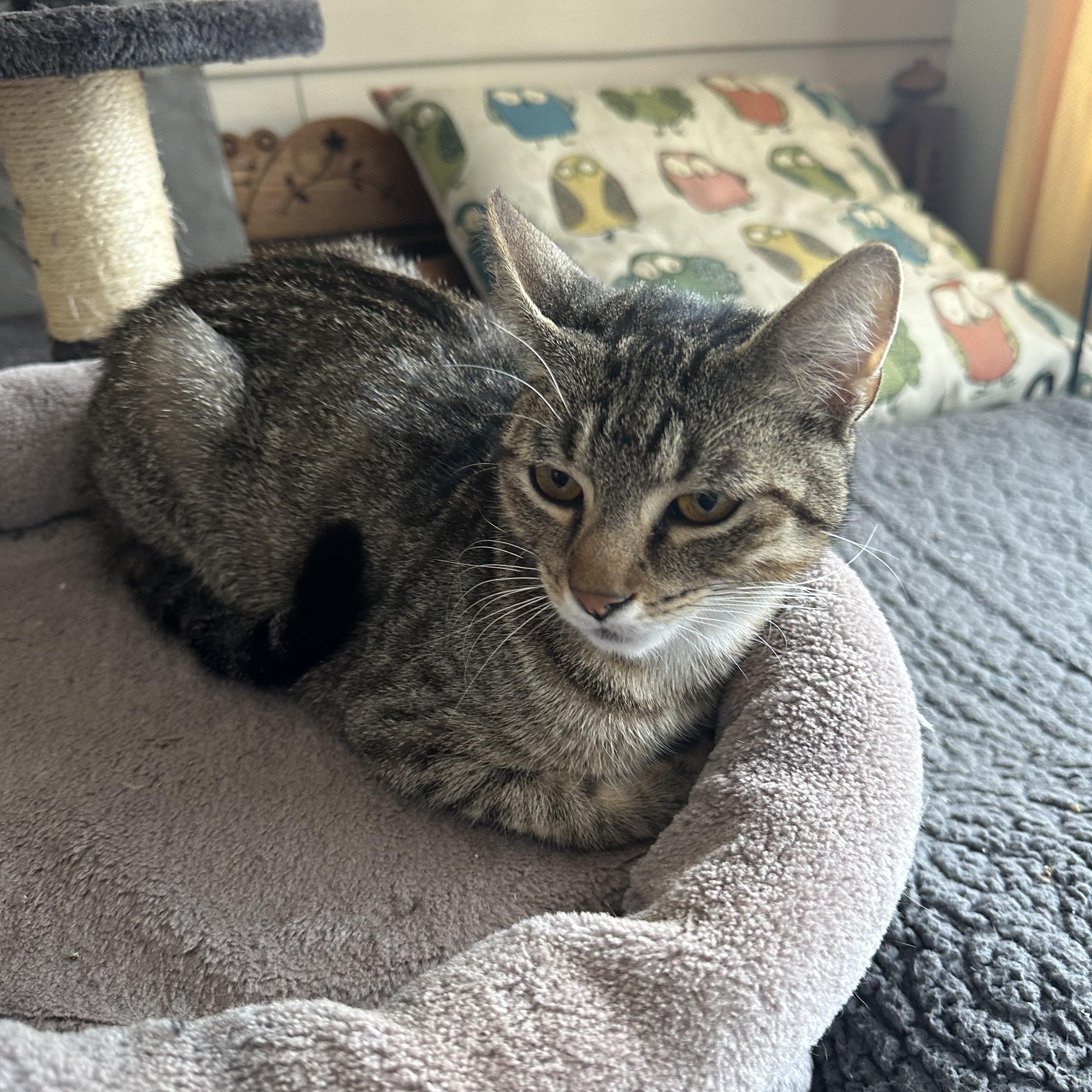 Enlarge Lily Ann, a ADOPTABLE Domestic Short Hair in Enfield, CT image 4/5