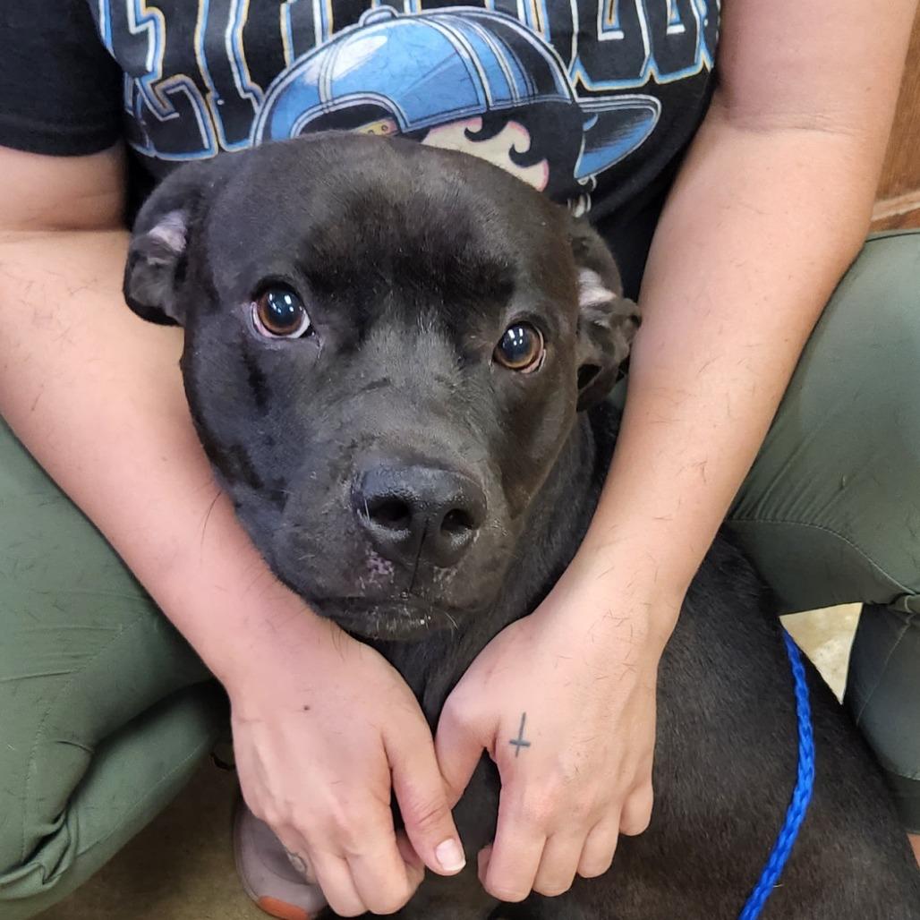 Buck - 091817T, Adoptable, Young Male Black Labrador Retriever.