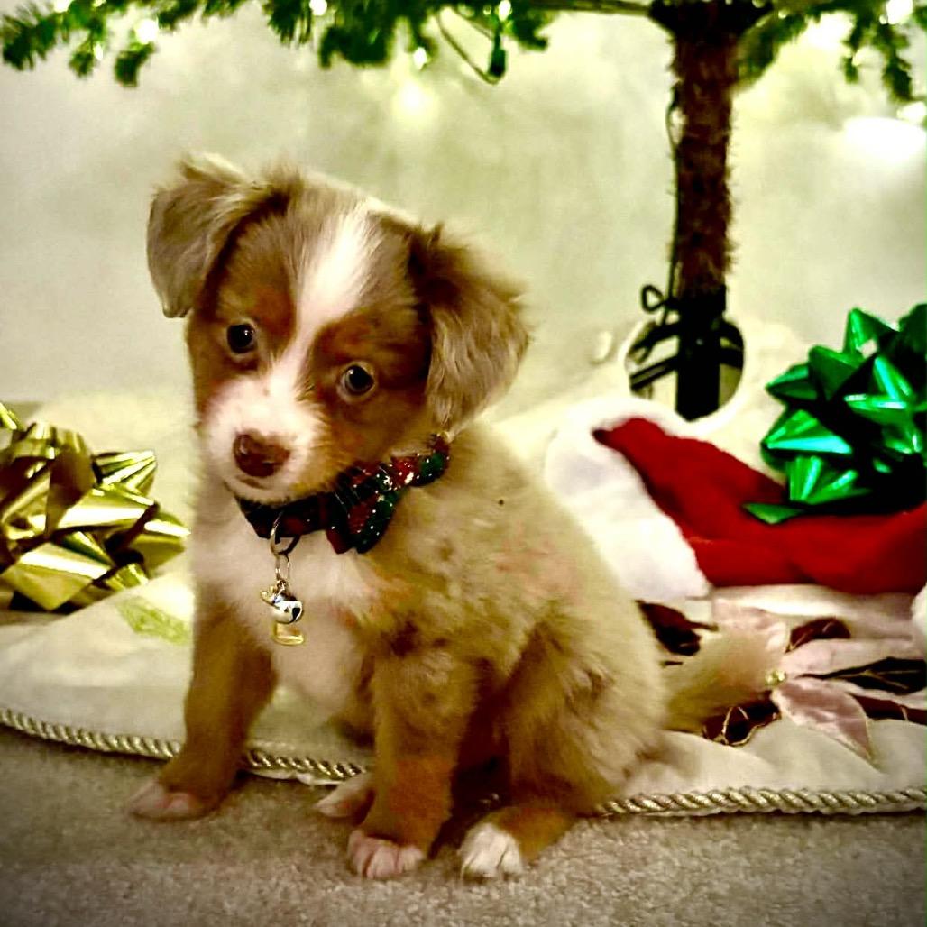 Holly, Adoptable, Puppy Female Australian Shepherd.