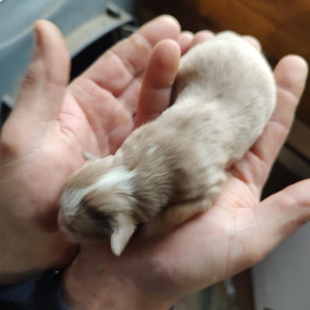 Enlarge Holly, a Adoptable Australian Shepherd in Ada, MN image 2/4