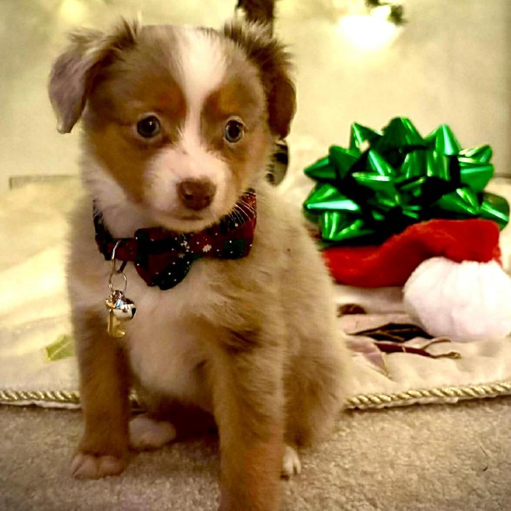 Enlarge Holly, a Adoptable Australian Shepherd in Ada, MN image 3/4