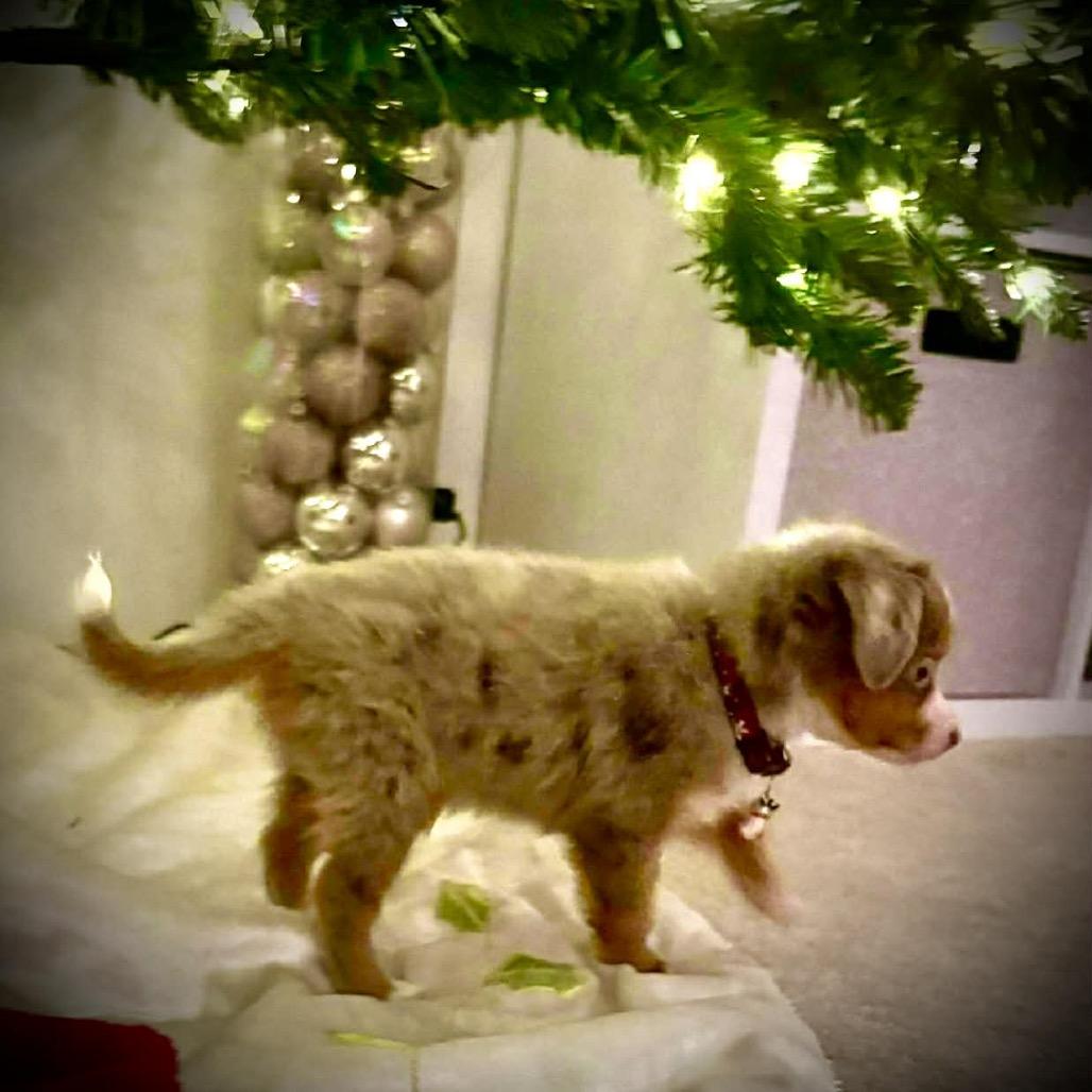 Enlarge Holly, a Adoptable Australian Shepherd in Ada, MN image 4/4