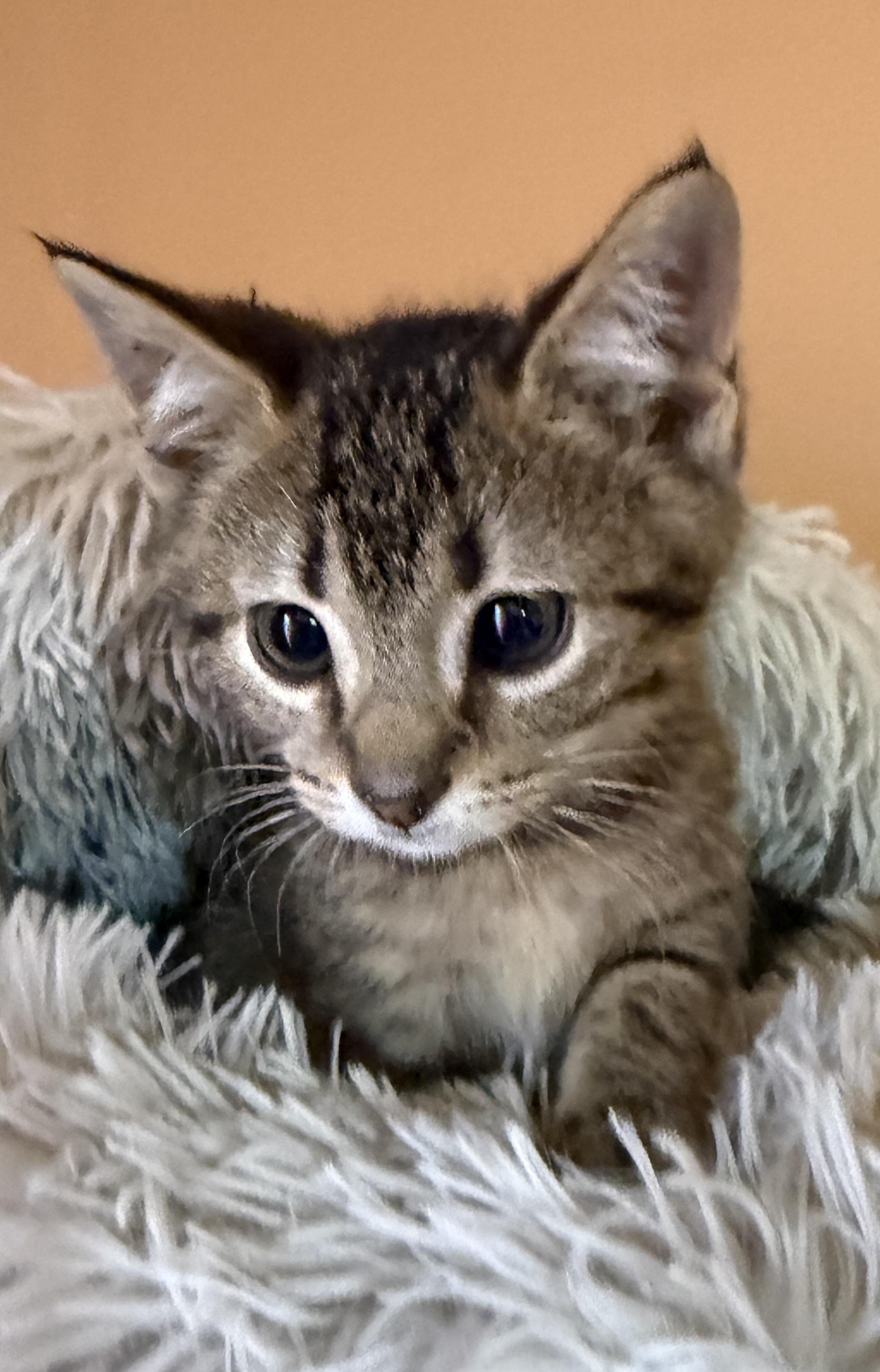 Chase, a Adoptable Domestic Short Hair in South Elgin, IL image 2/3