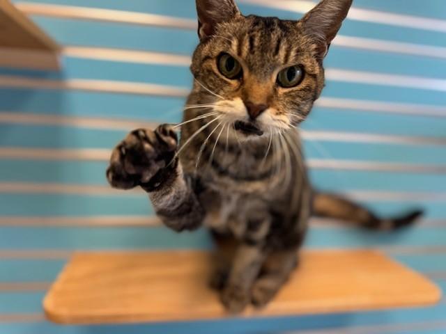 NEBULA, Adoptable, Senior Female Domestic Short Hair.