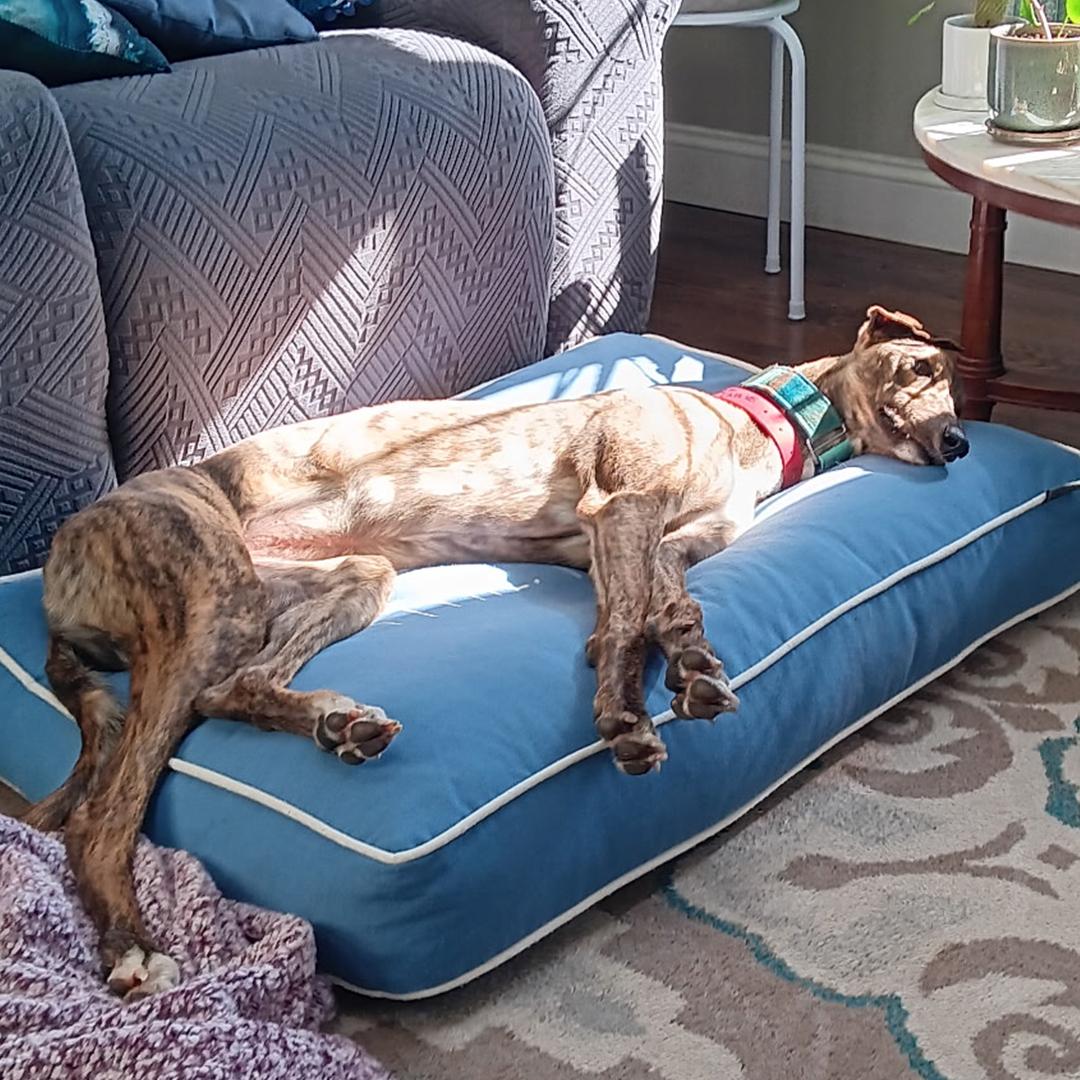 Lassie, Adopted, Young Female Greyhound.