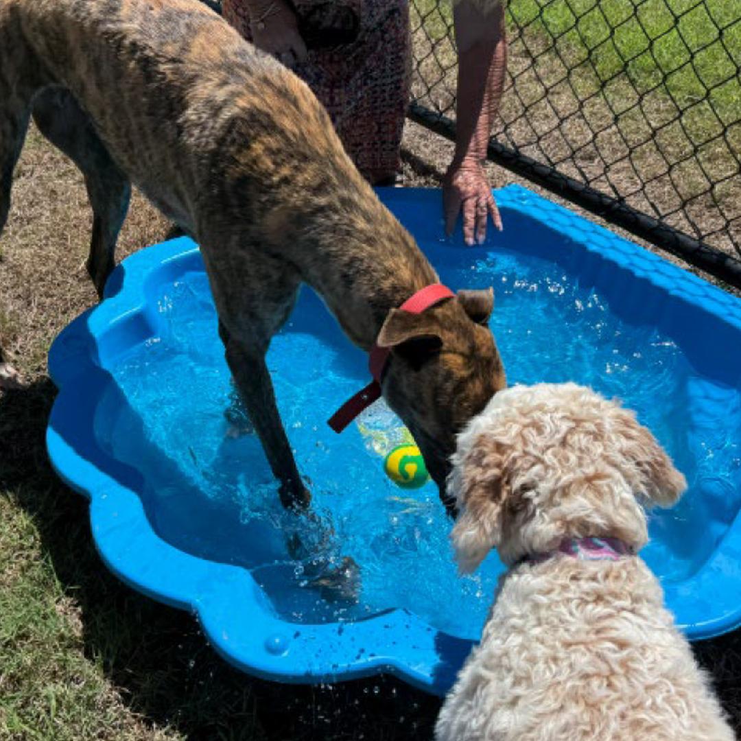 Enlarge Lassie, a Adopted Greyhound in Orange, CT image 3/3