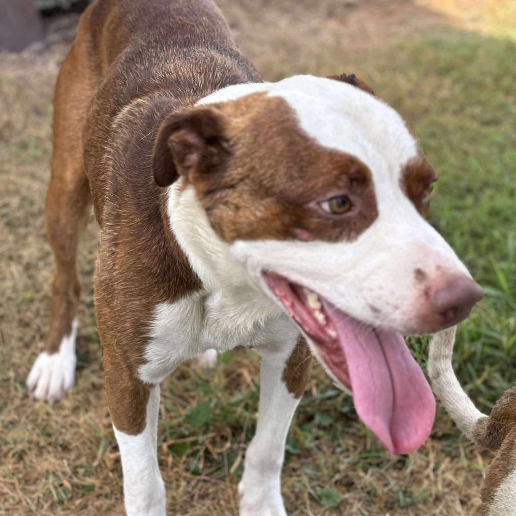 Charlie Chaplin - MI 3