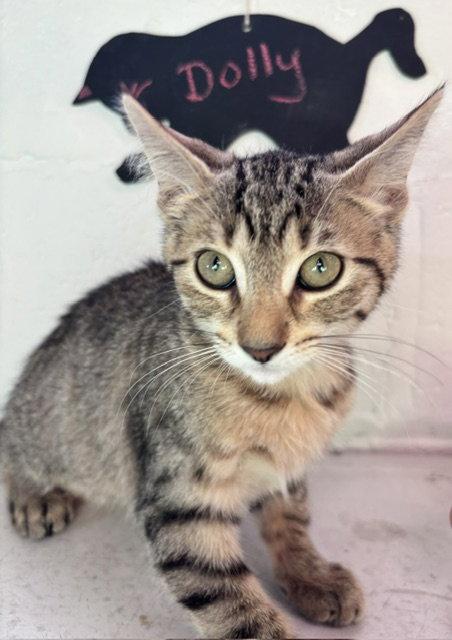 Dolly, Adoptable, Kitten Female Domestic Short Hair.