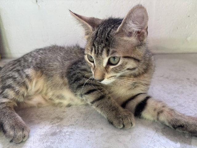 Dolly, a Adoptable Domestic Short Hair in Wheaton, IL image 2/3