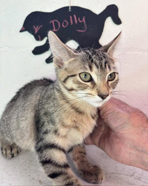 Dolly, a Adoptable Domestic Short Hair in Wheaton, IL image 3/3