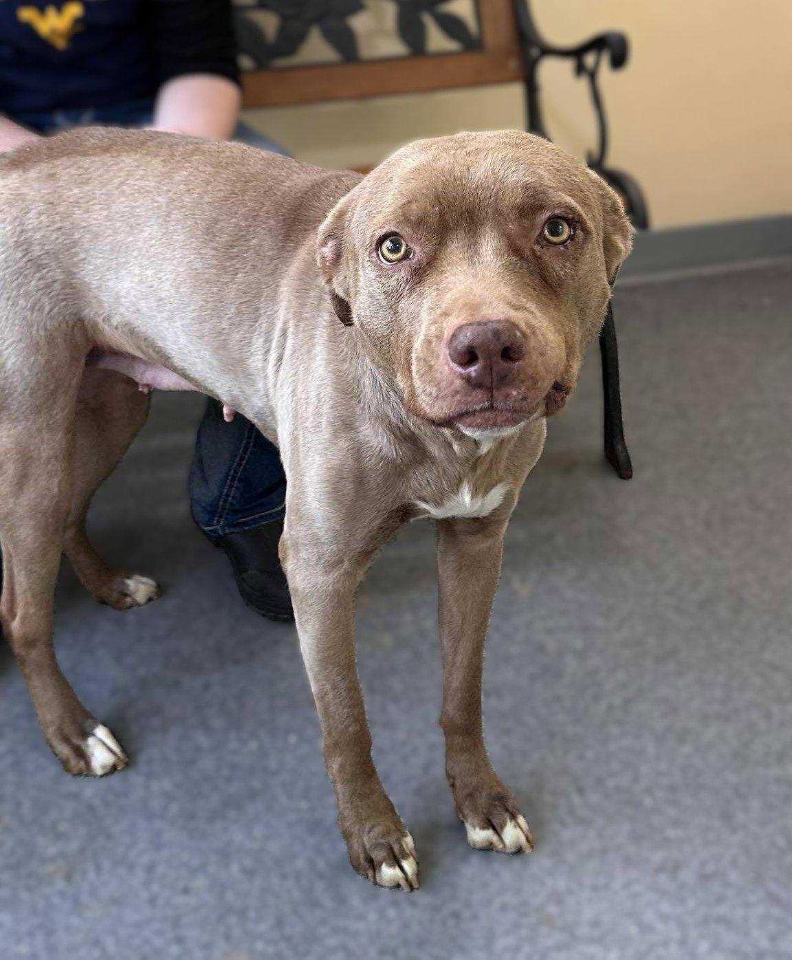 Nala, Adoptable, Adult Female Pit Bull Terrier.