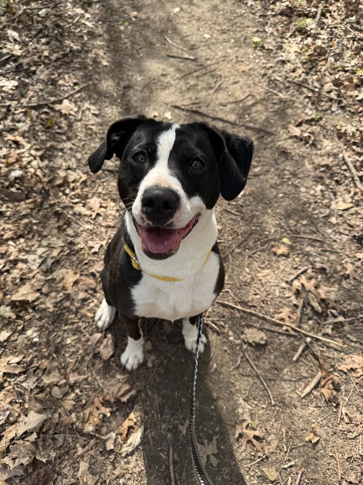Olivia, Adoptable, Adult Female Pit Bull Terrier.