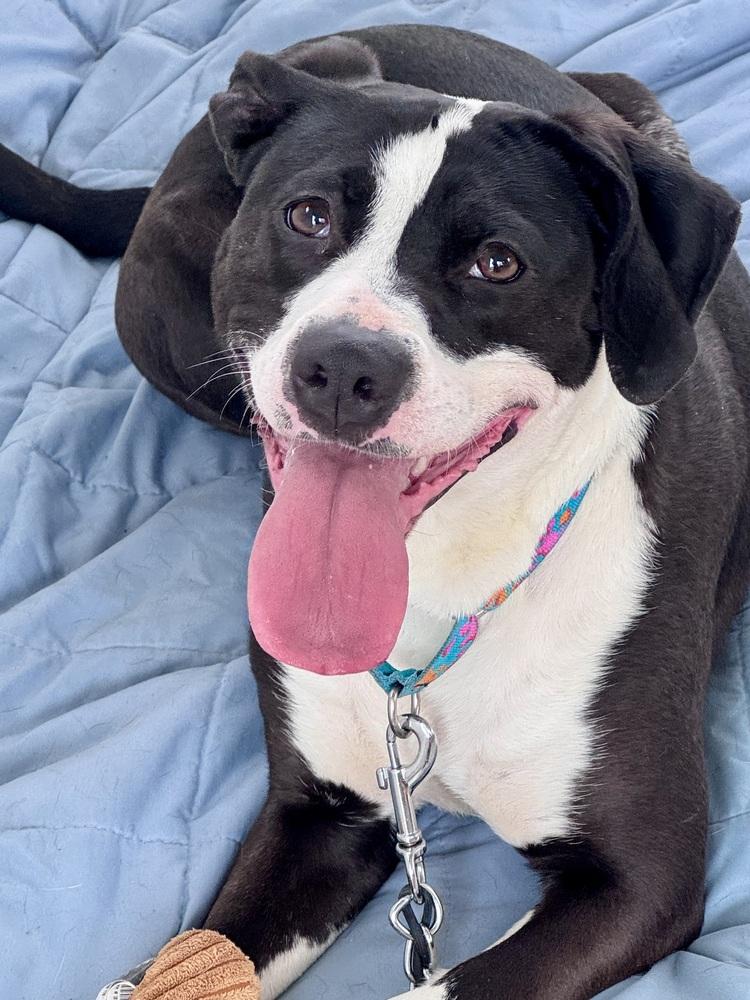 Enlarge Olivia, a Adoptable mixed breed in Kalamazoo, MI image 3/5