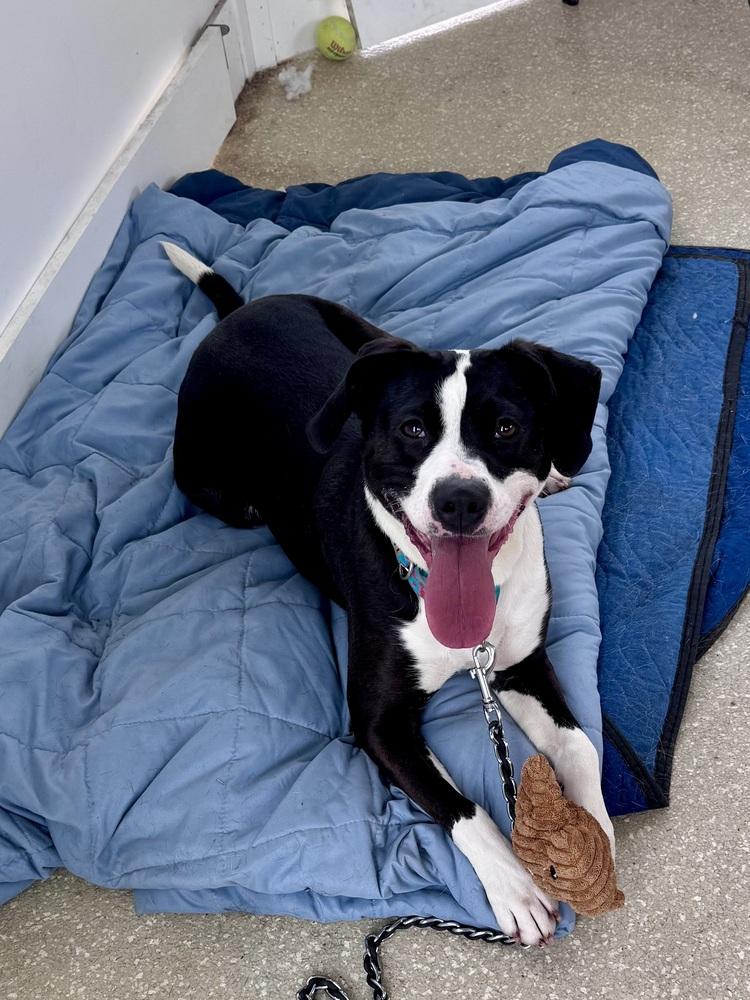 Enlarge Olivia, a Adoptable mixed breed in Kalamazoo, MI image 4/5