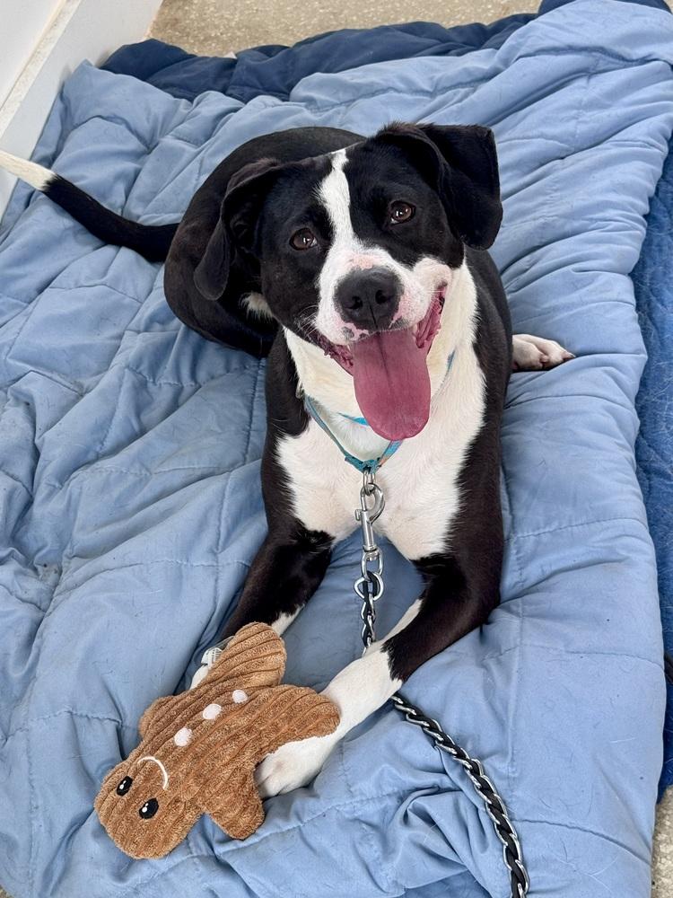 Enlarge Olivia, a Adoptable mixed breed in Kalamazoo, MI image 5/5