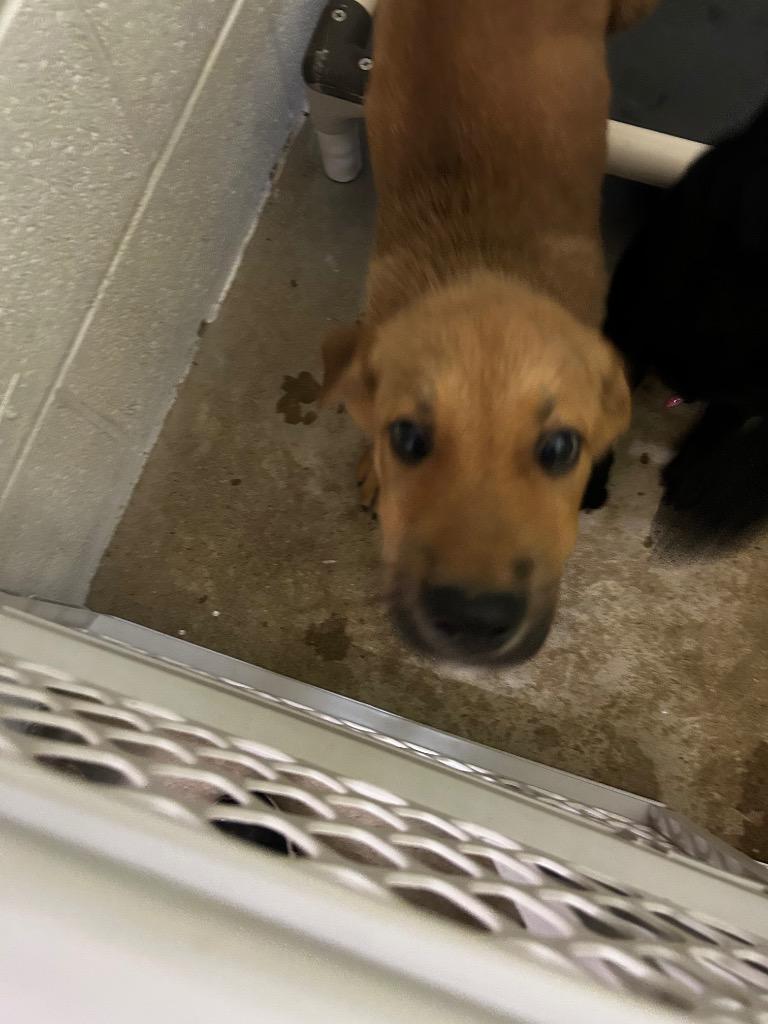 Enlarge Burrito, a Adoptable mixed breed in Morgantown, KY image 1/1