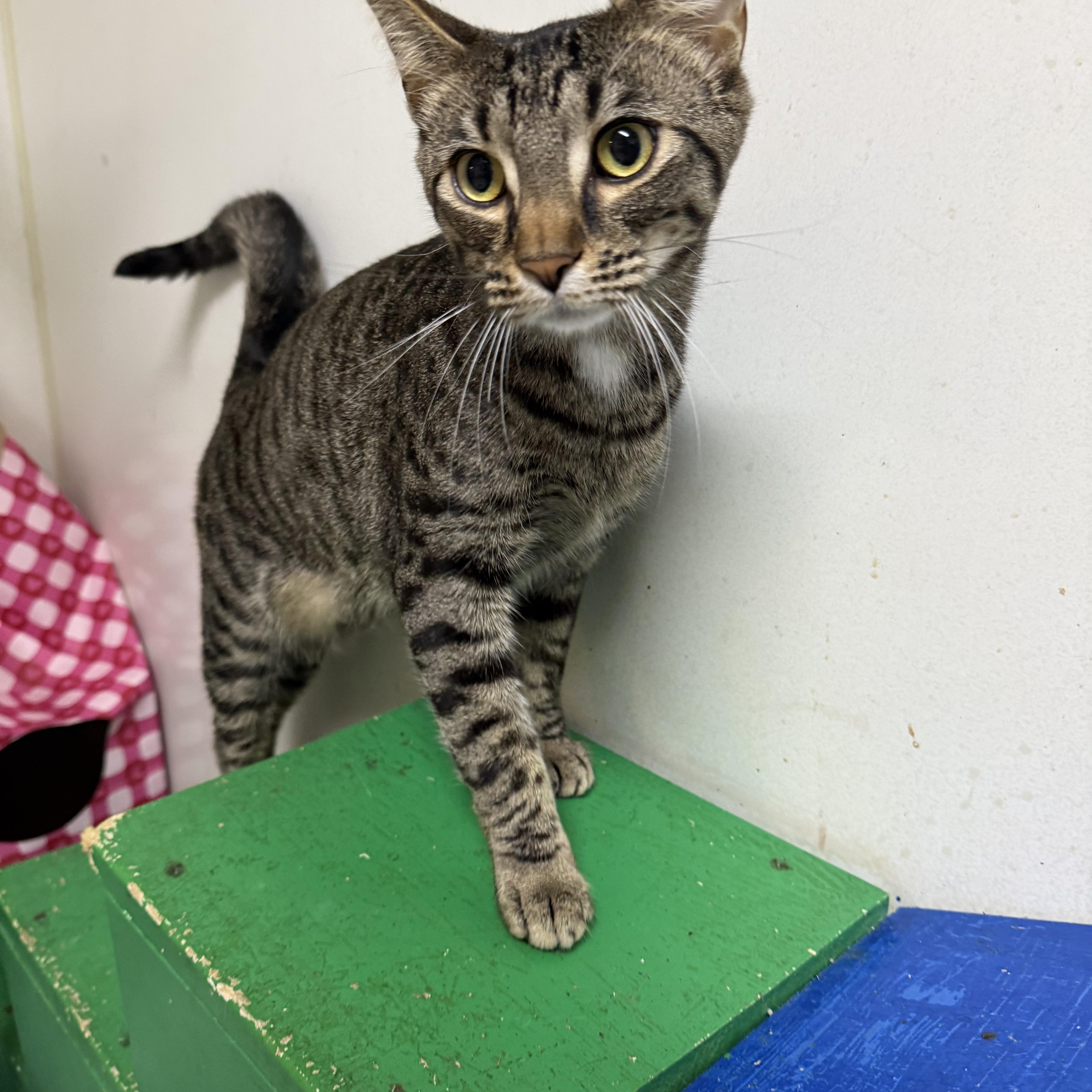 Enlarge Gray, an adopted Domestic Short Hair in Hendersonville, TN image 1/1