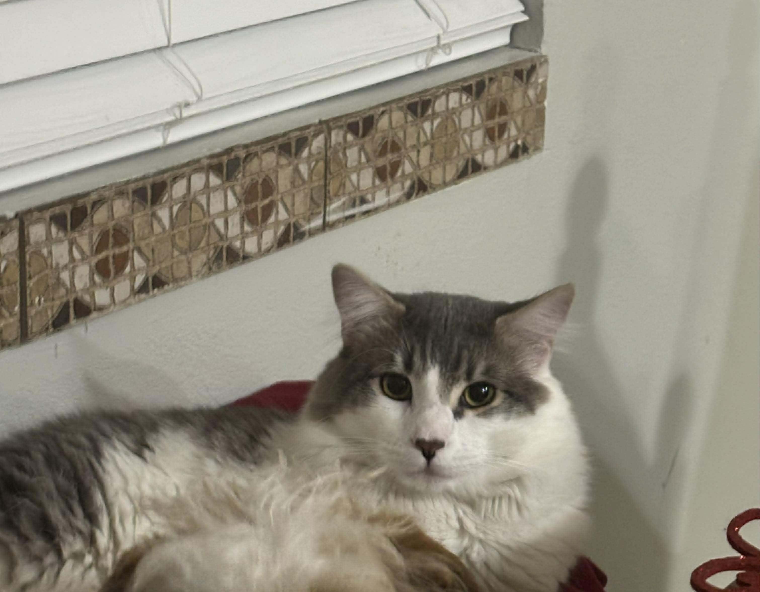 Enlarge Gordo, a ADOPTABLE mixed breed in Las Vegas, NV image 4/4