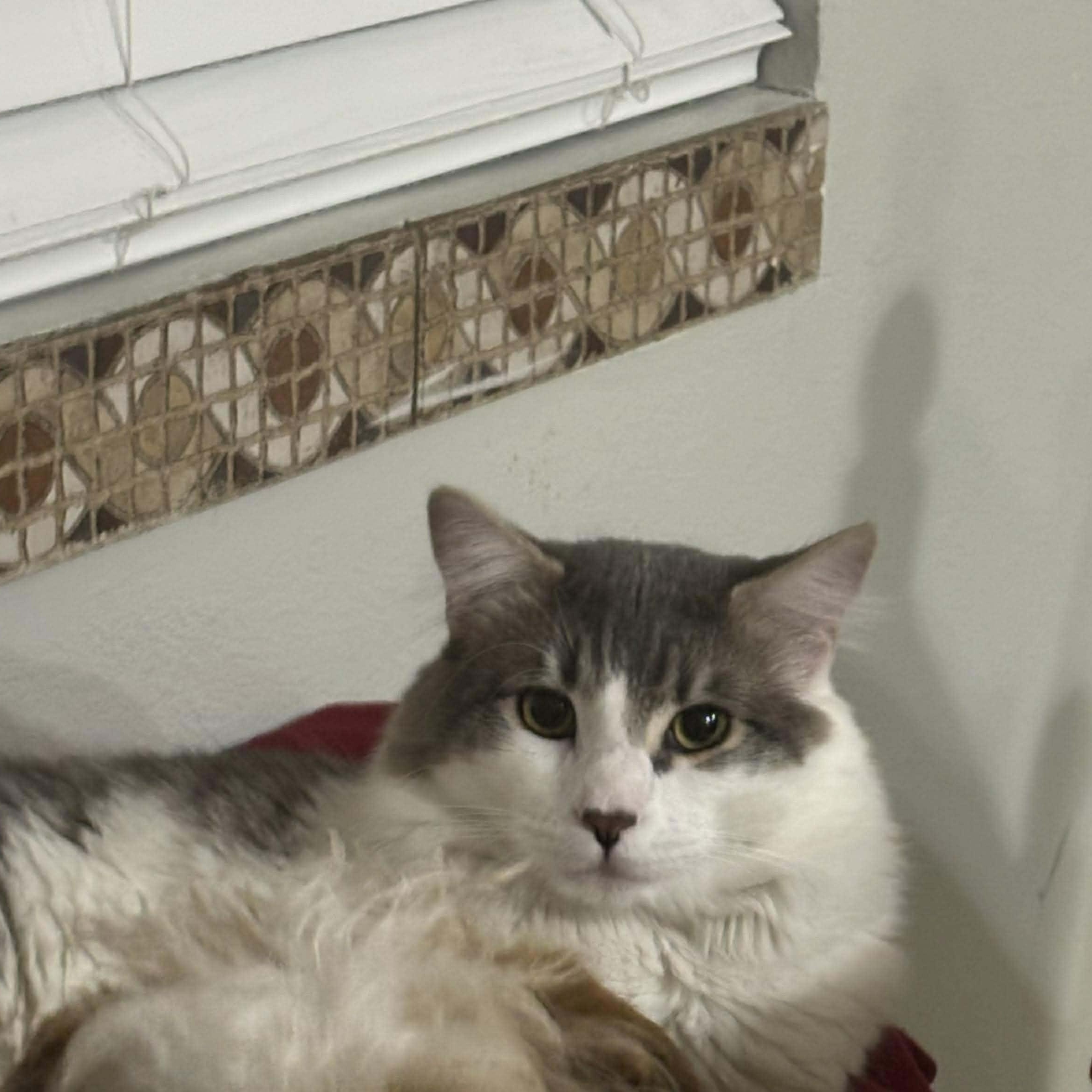Gordo, a ADOPTABLE mixed breed in Las Vegas, NV image 4/6