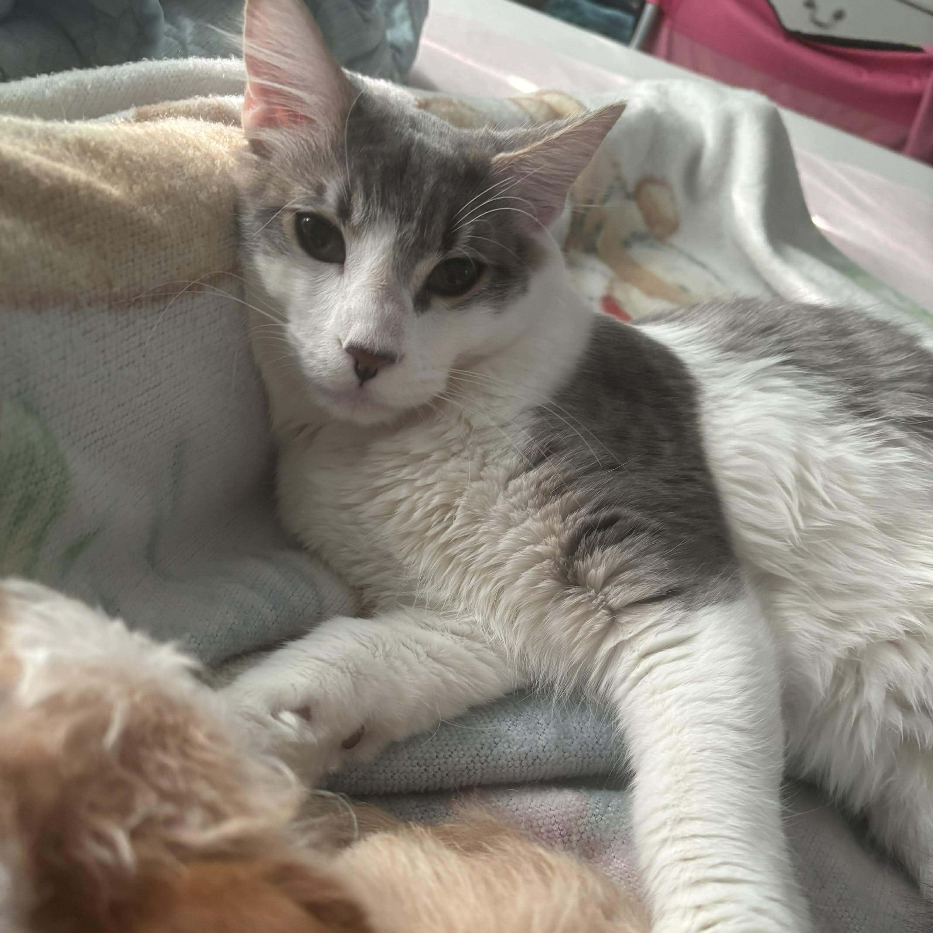 Gordo, a ADOPTABLE mixed breed in Las Vegas, NV image 2/6