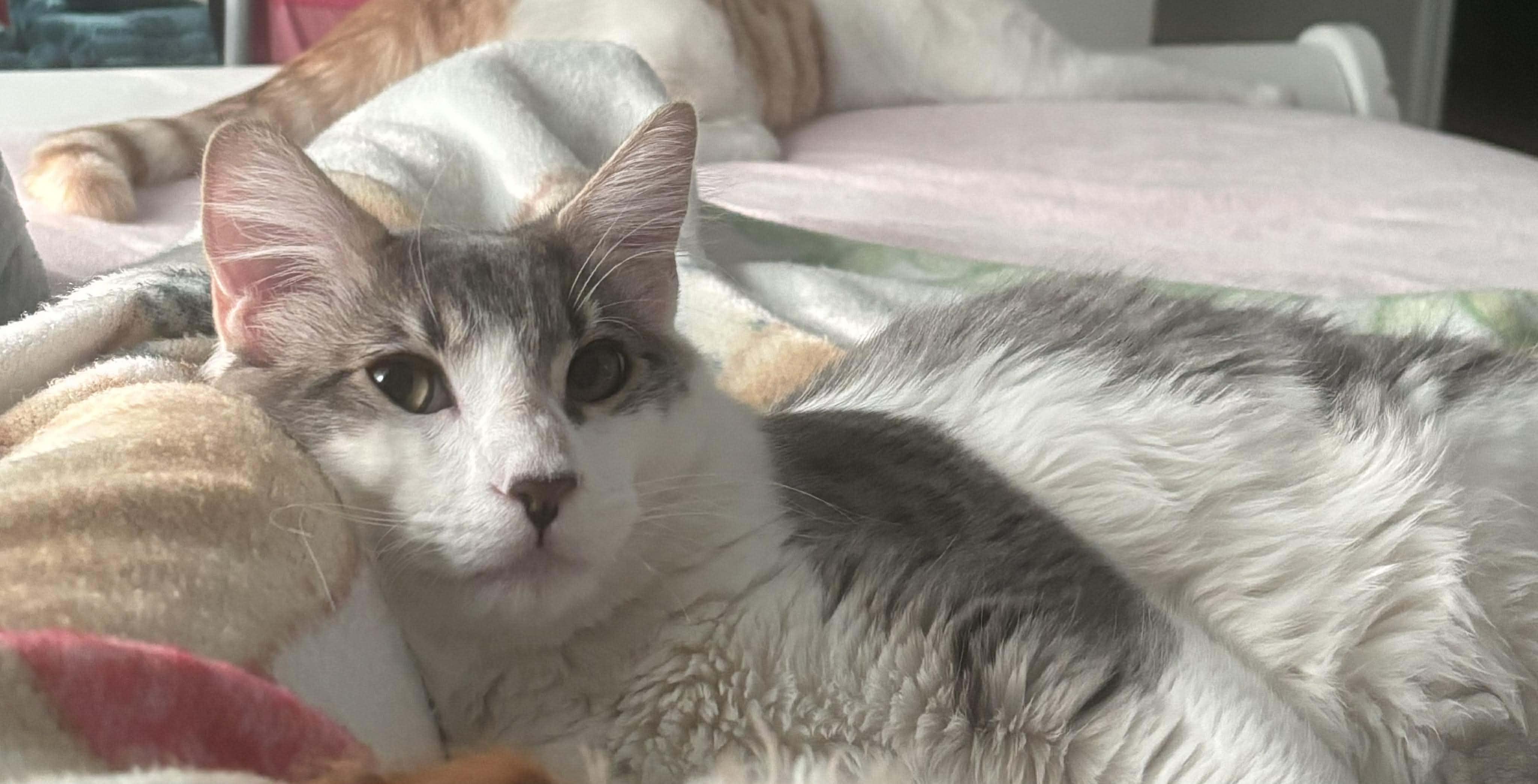 Enlarge Gordo, a ADOPTABLE mixed breed in Las Vegas, NV image 3/4