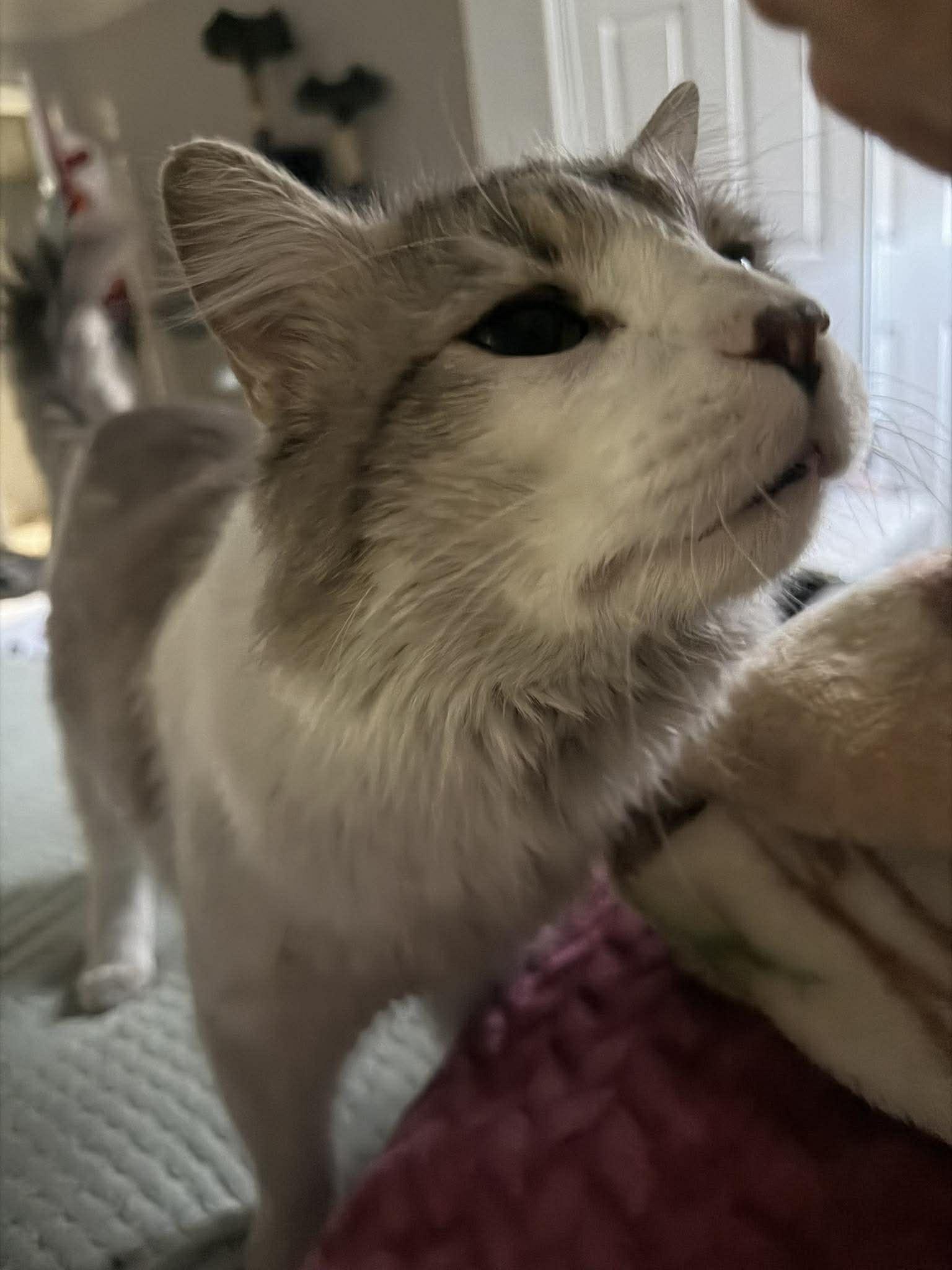 Enlarge Gordo, a ADOPTABLE mixed breed in Las Vegas, NV image 6/6