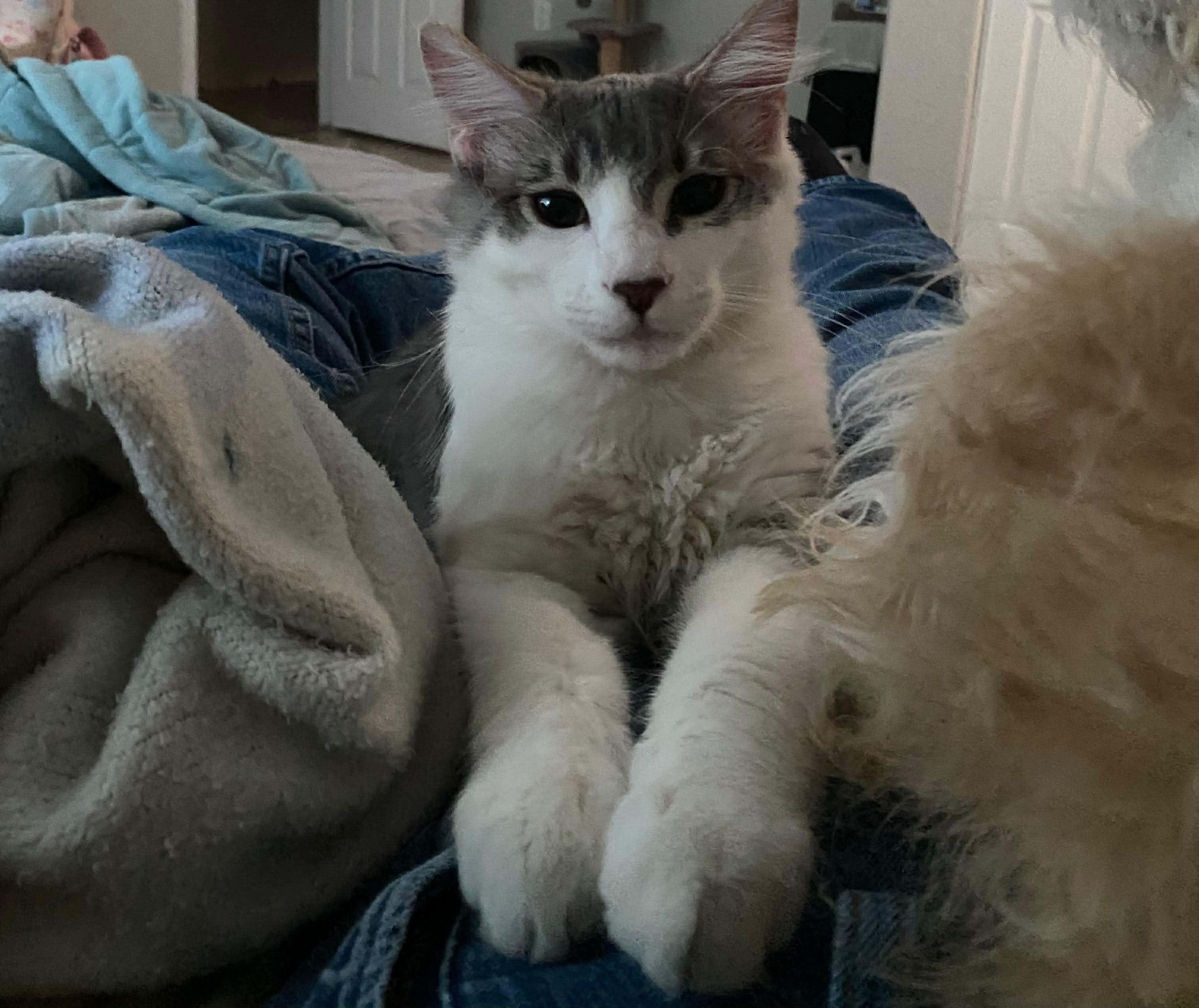 Gordo, ADOPTABLE, Adult Male Domestic Medium Hair & Maine Coon.